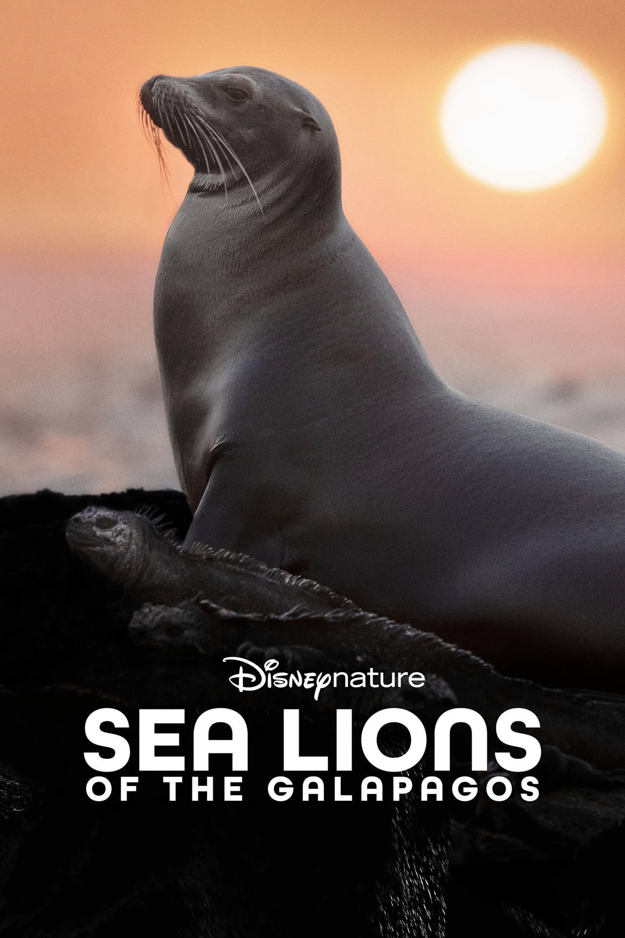 Sea Lions of the Galapagos preview 2