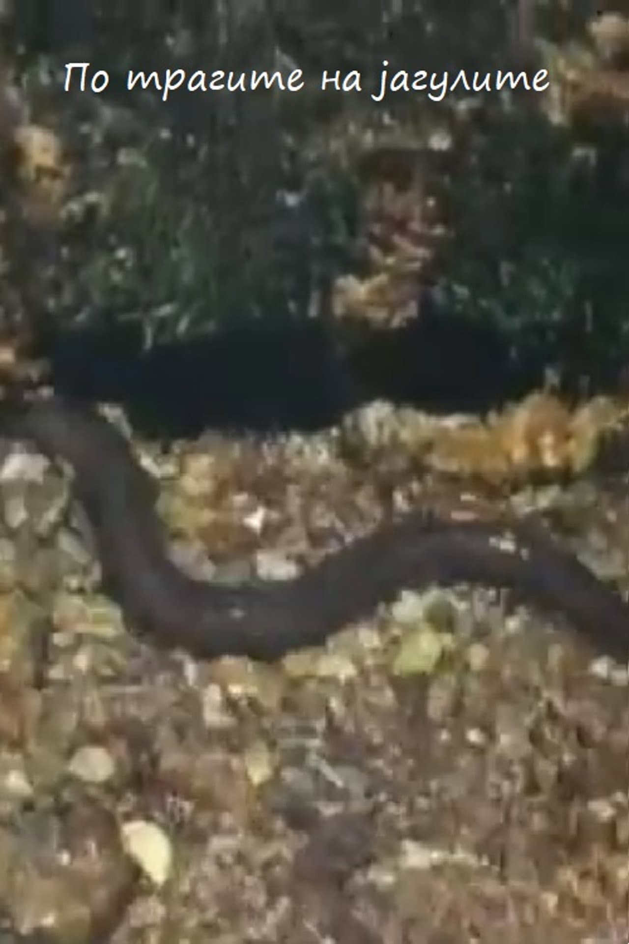 Following the Traces of the Eels preview 1