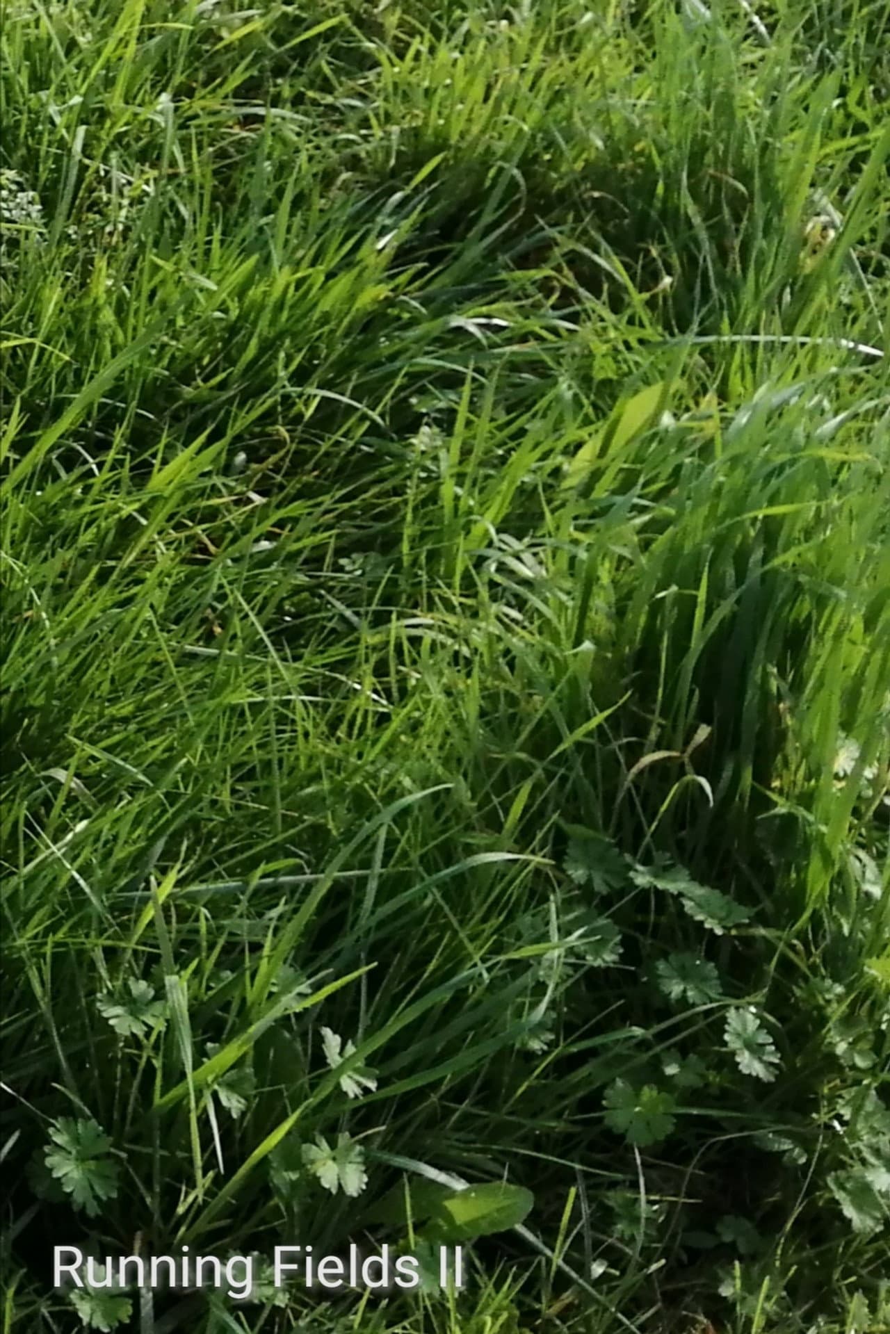 Running Fields II preview 2