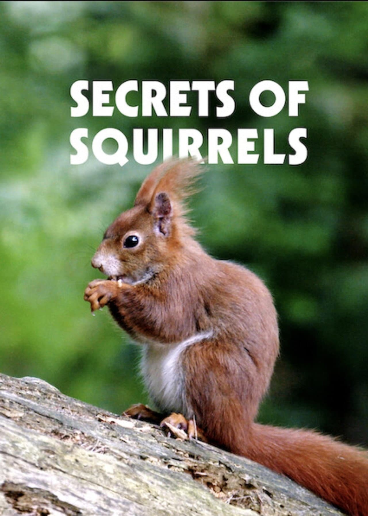 Secrets of Squirrels preview 2