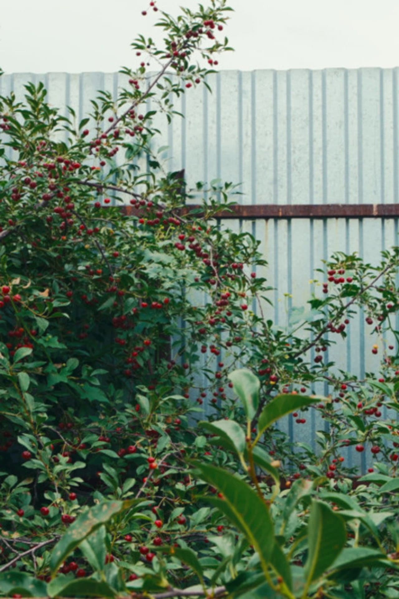 Cherry Sprout preview 1