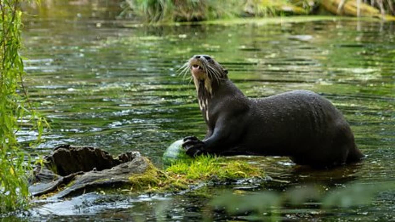 Baboon and Giant Otter
