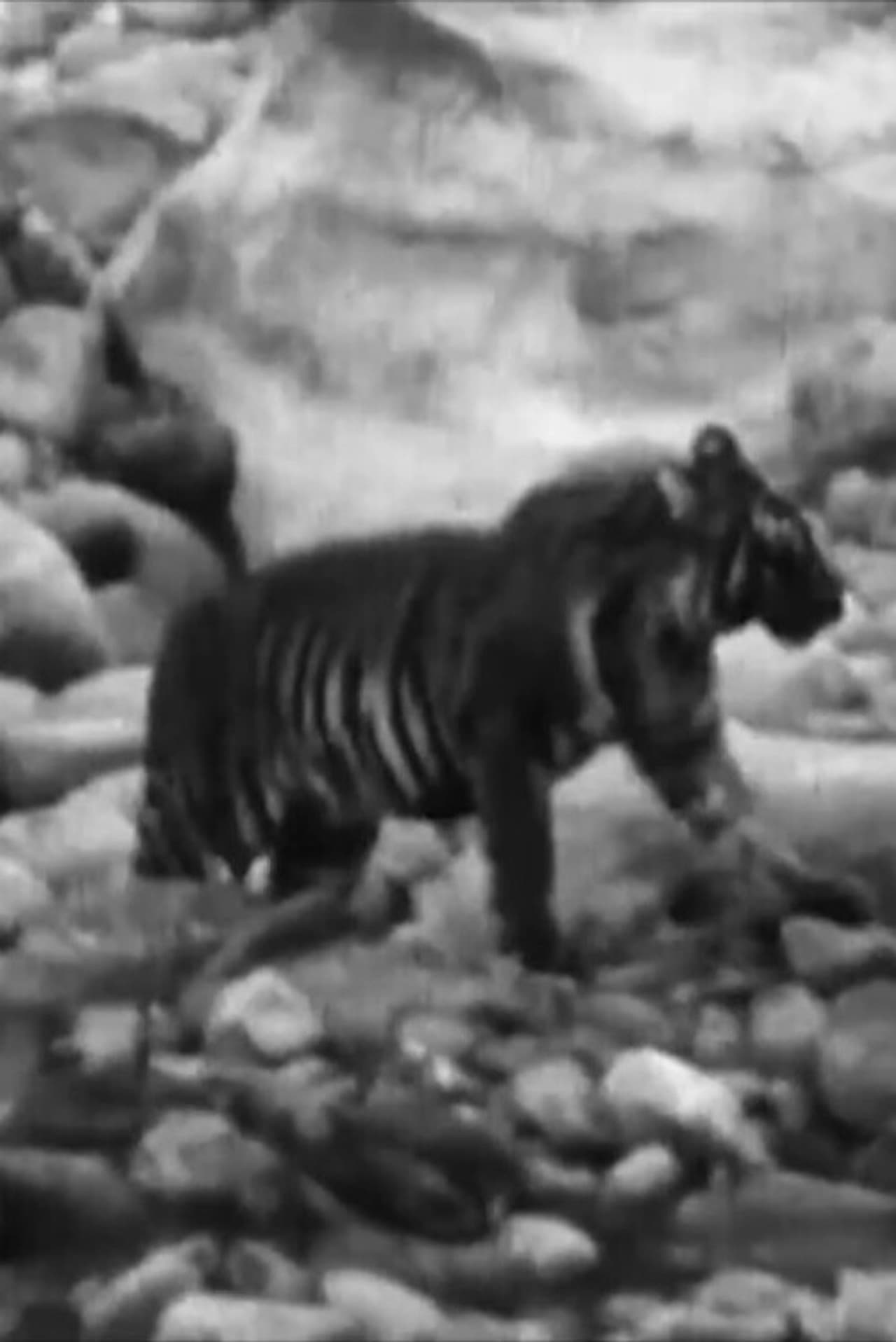 Wandering Tigers in North India preview 2