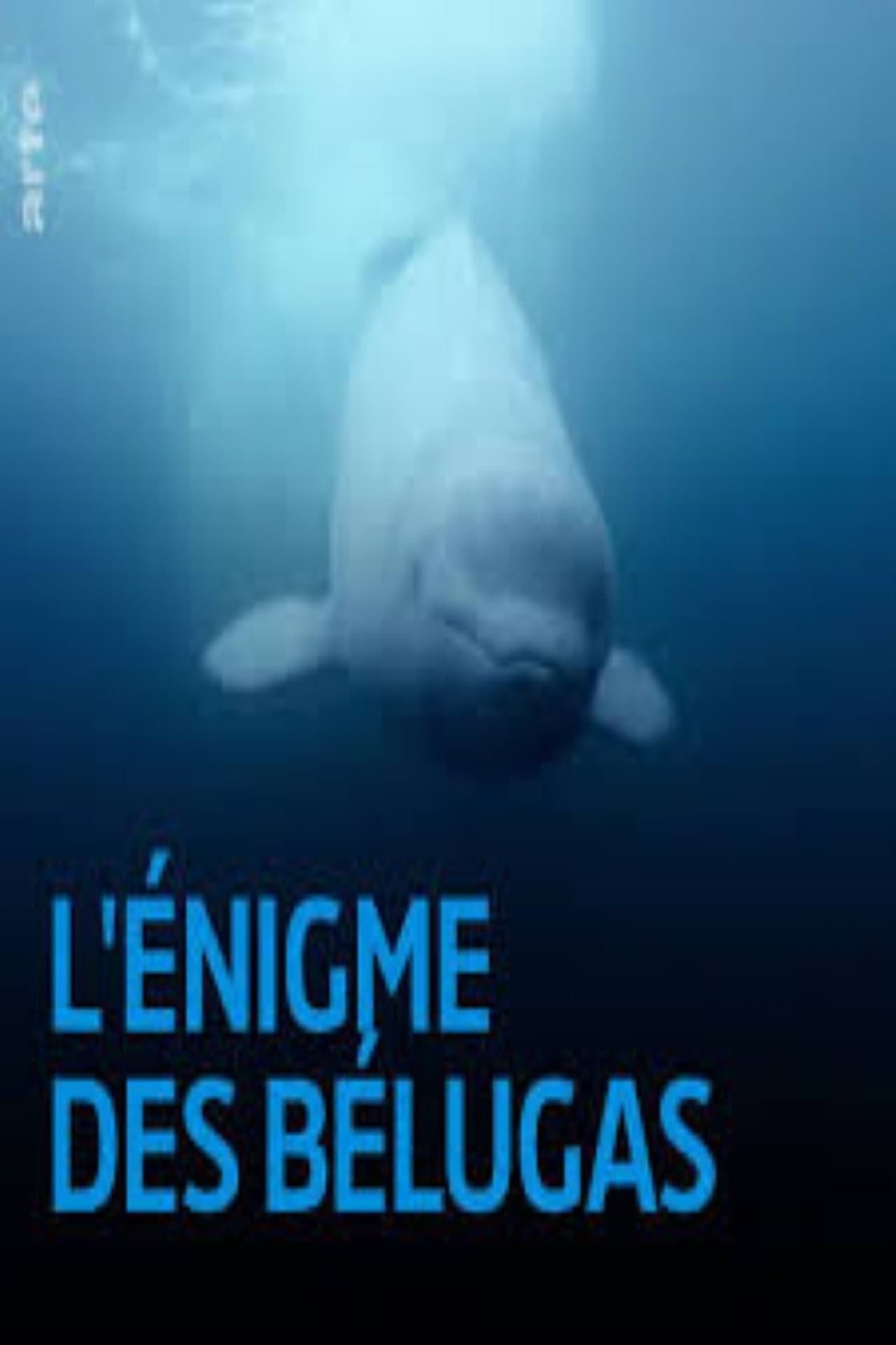The Mystery of the Belugas preview 1