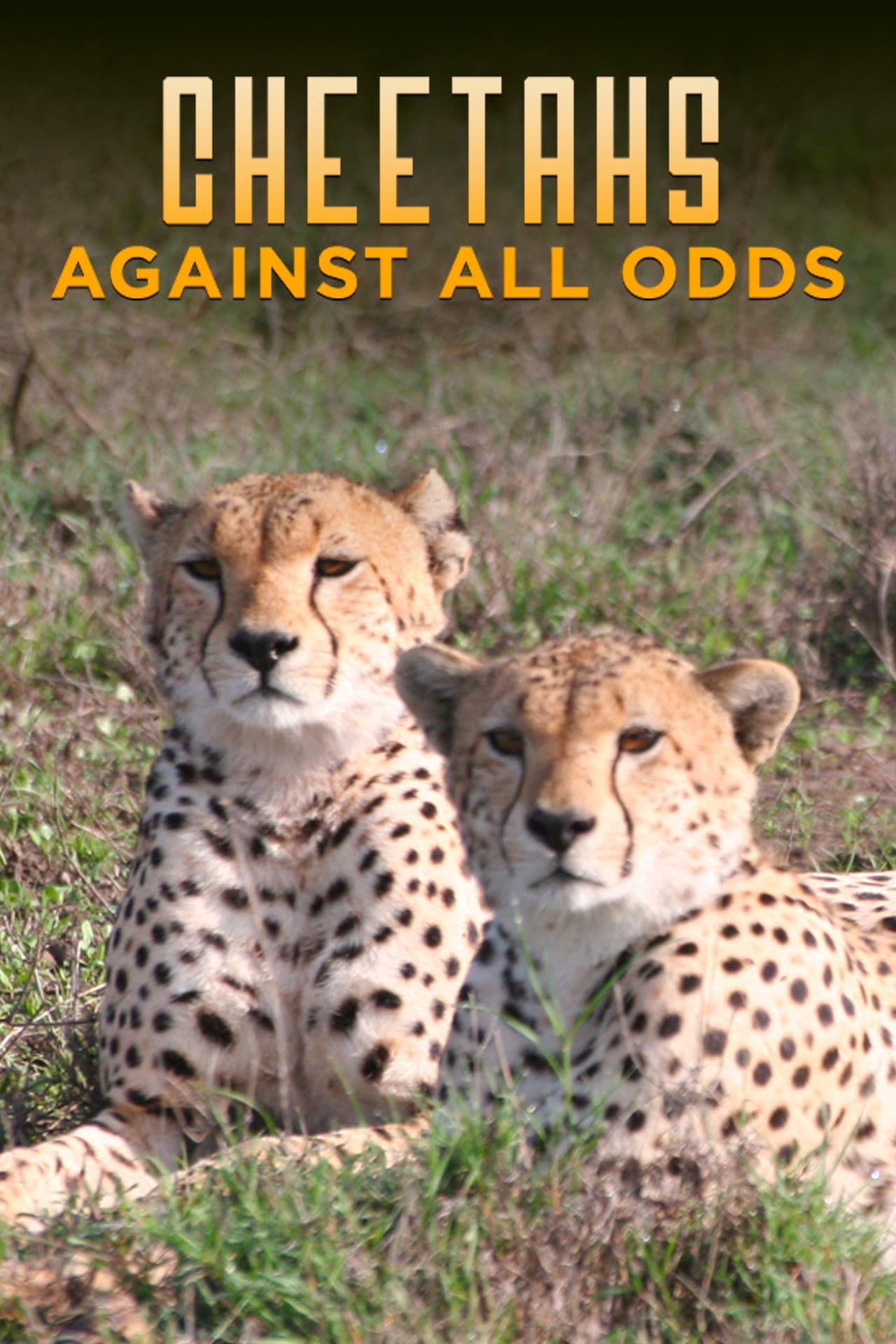 Cheetahs Against All Odds preview 2