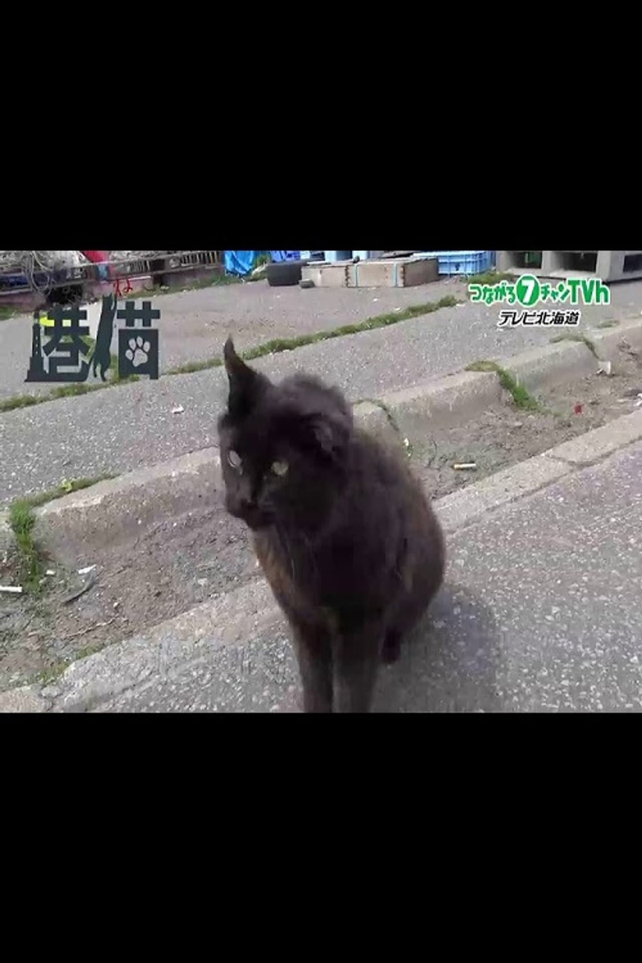 港猫～北海道の港で暮らすネコたち～ preview 1