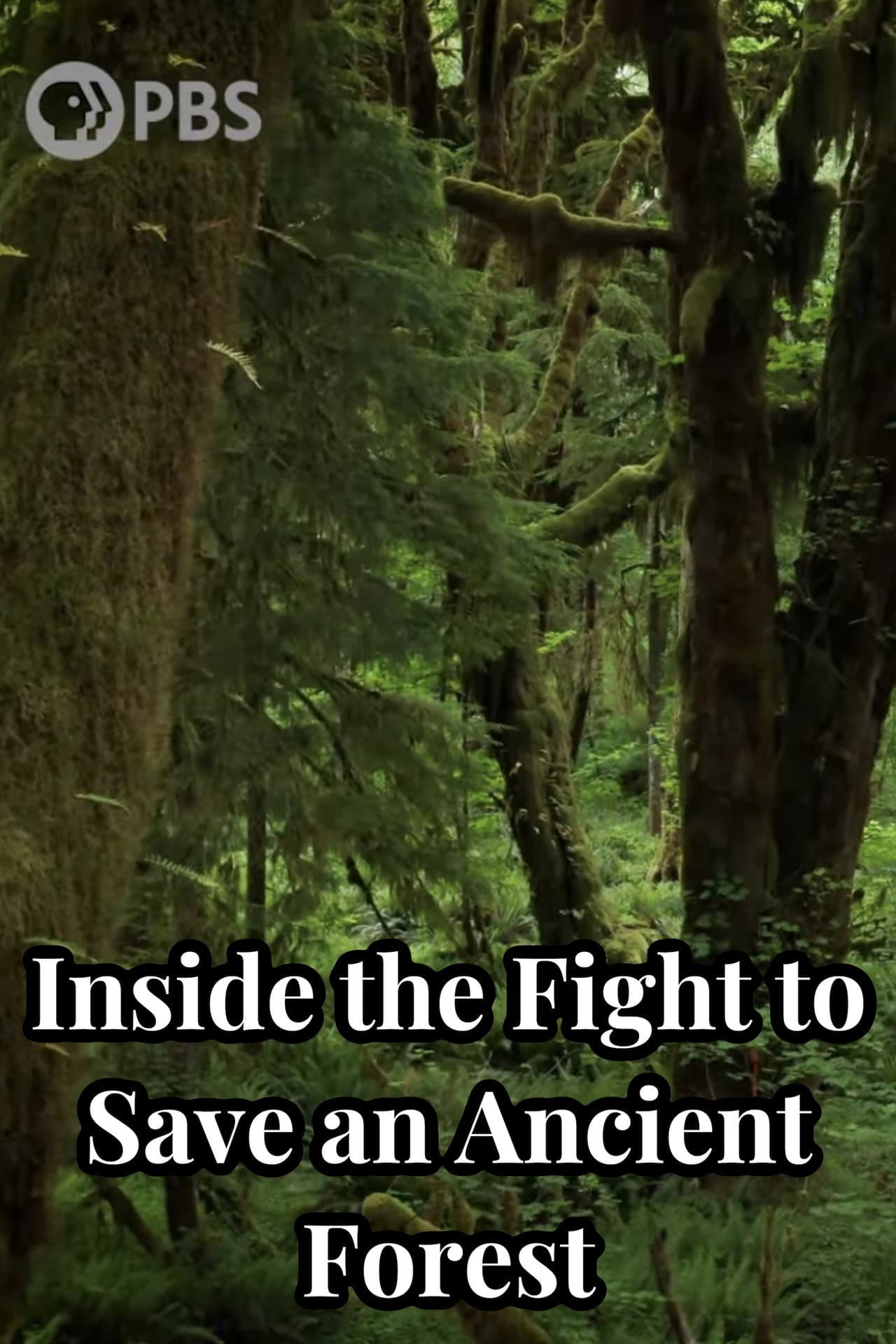 Inside the Fight to Save an Ancient Forest (and the Secrets it Holds) preview 1