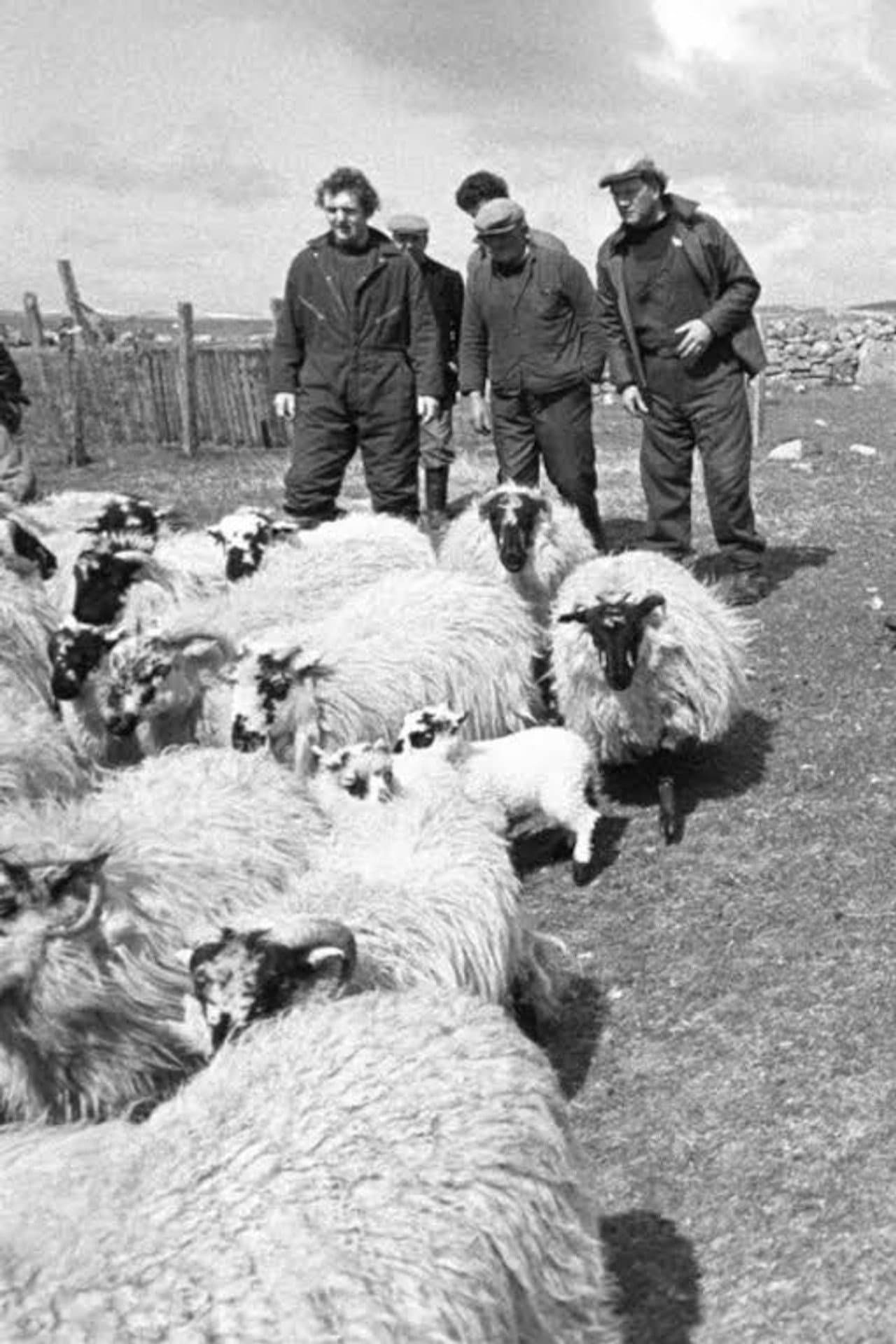 The Shepherds of Berneray preview 1