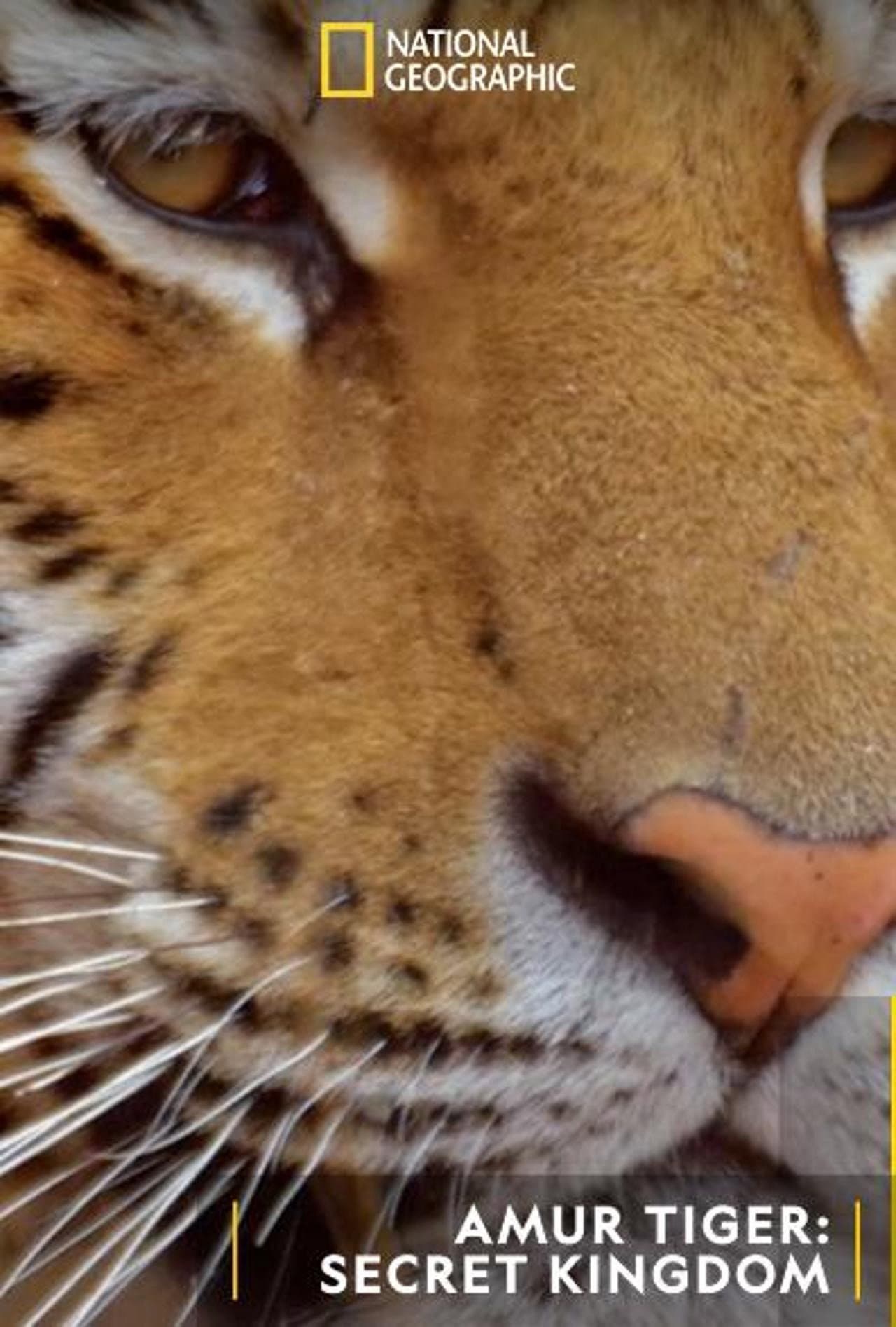 Siberian Tiger, The Secret Kingdom preview 2