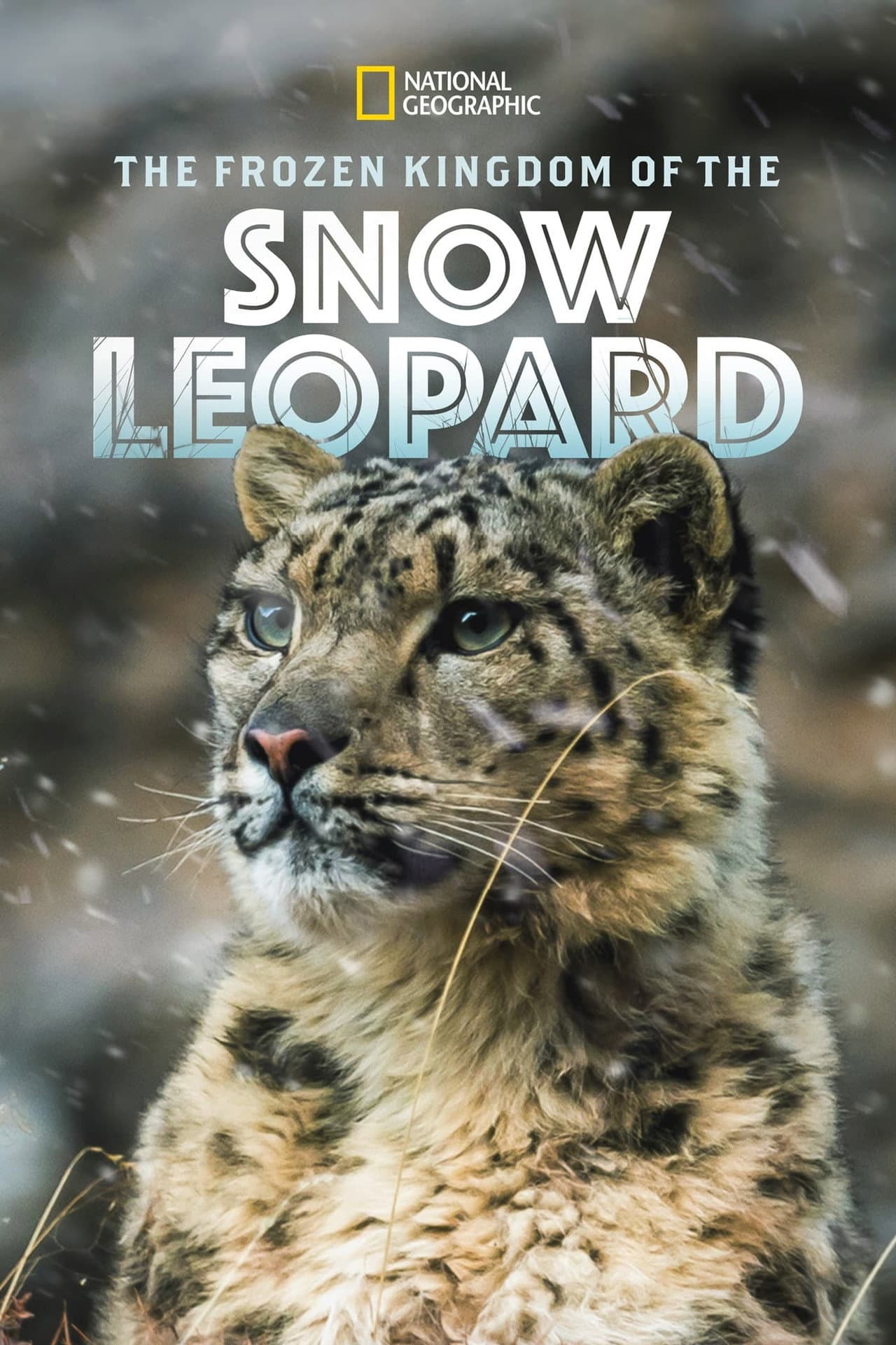 The Frozen Kingdom of the Snow Leopard preview 2