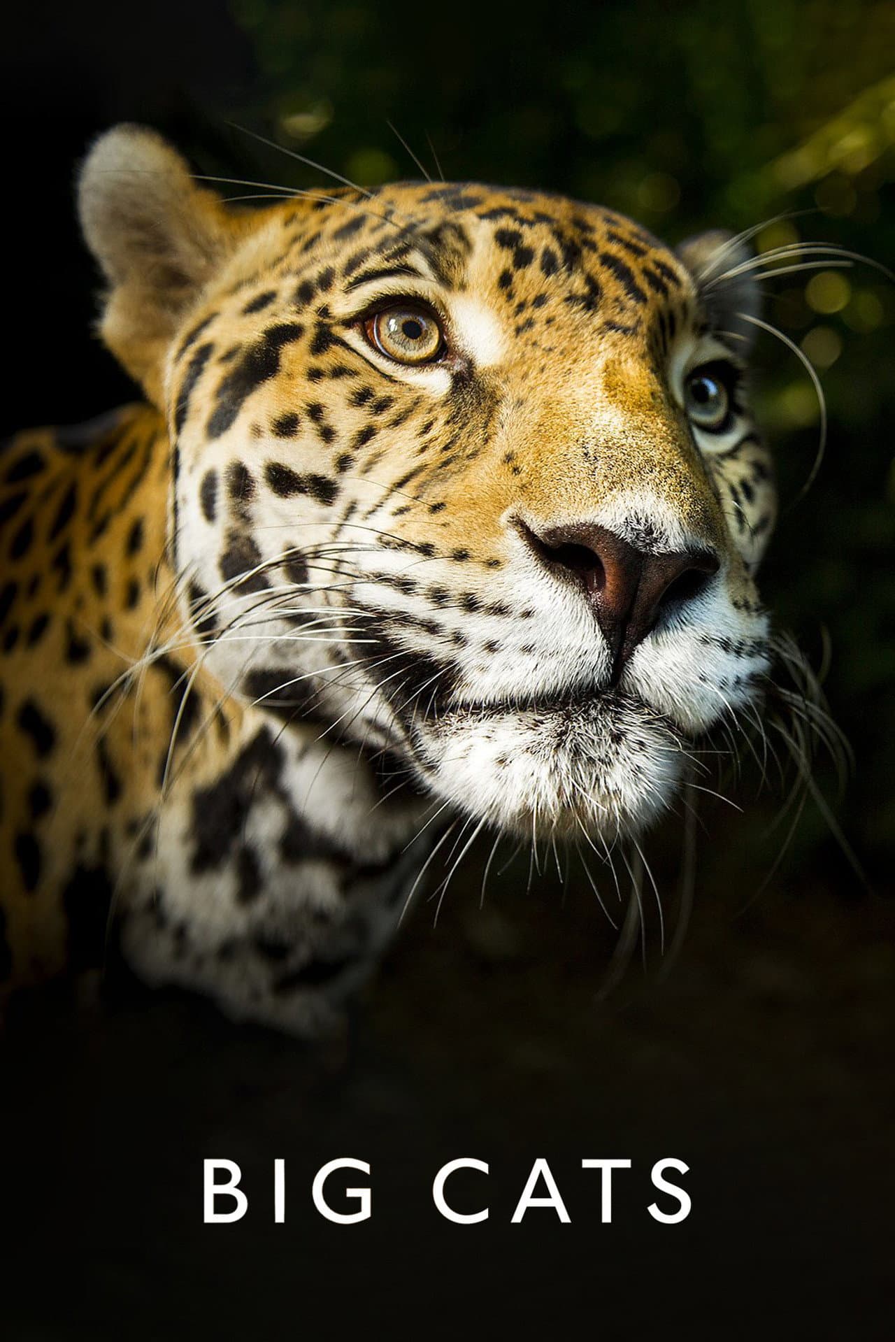 Big Cats preview 2