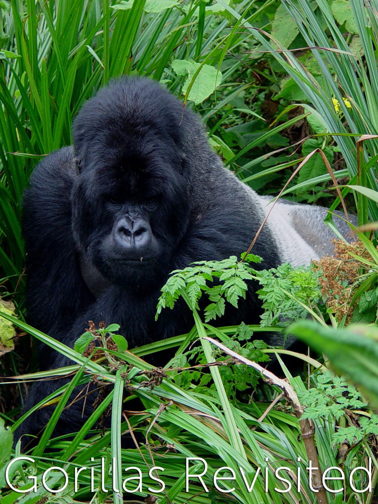 Gorillas Revisited with Sir David Attenborough preview 2