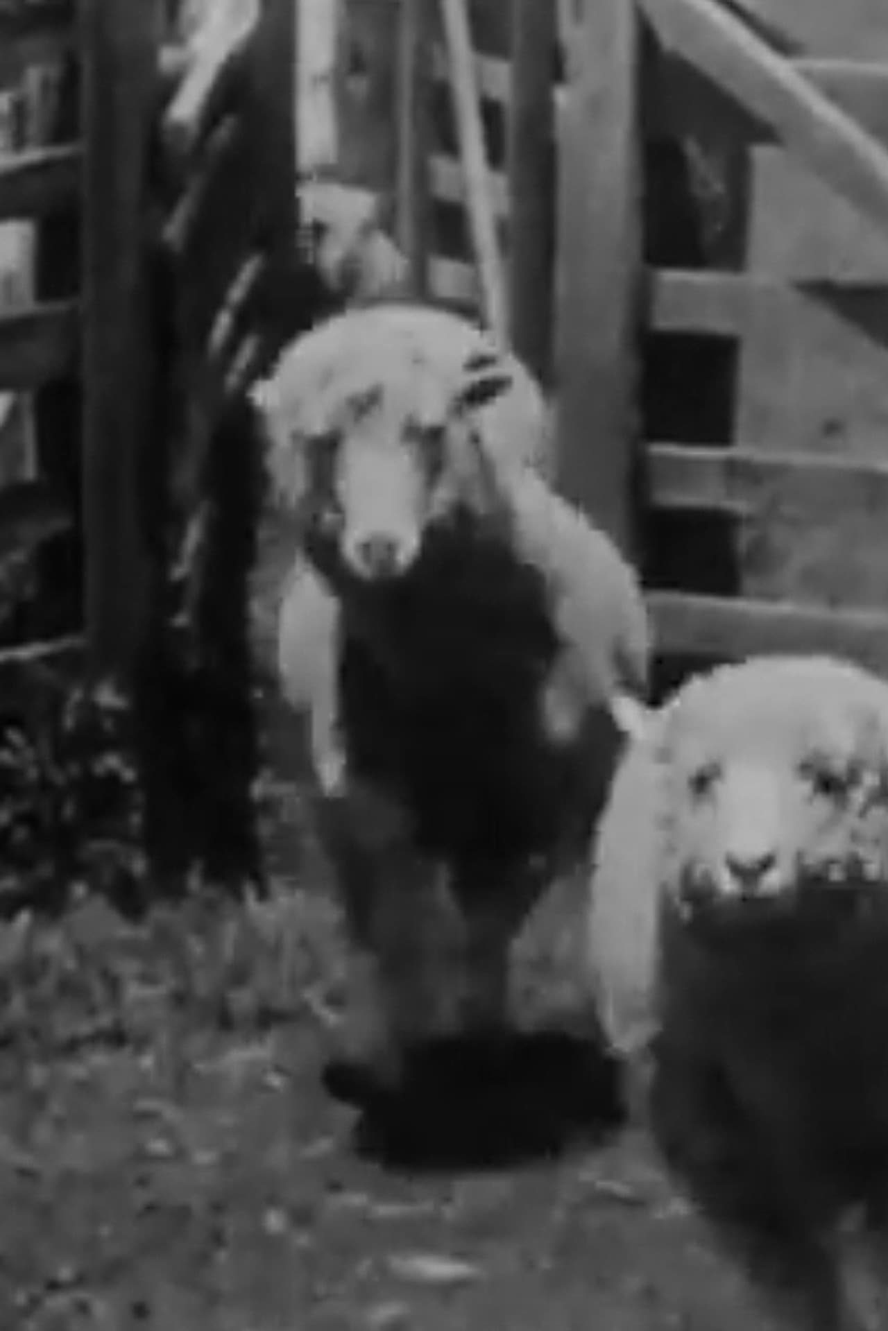 Sheep Coming Through Chute, Humuula Ranch, Hawaii preview 1