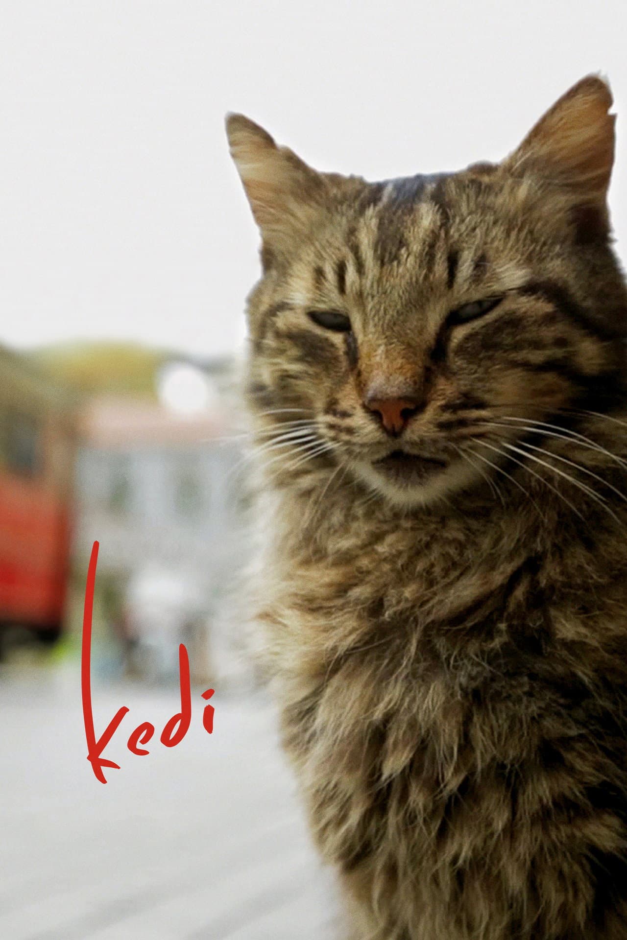 Kedi preview 2
