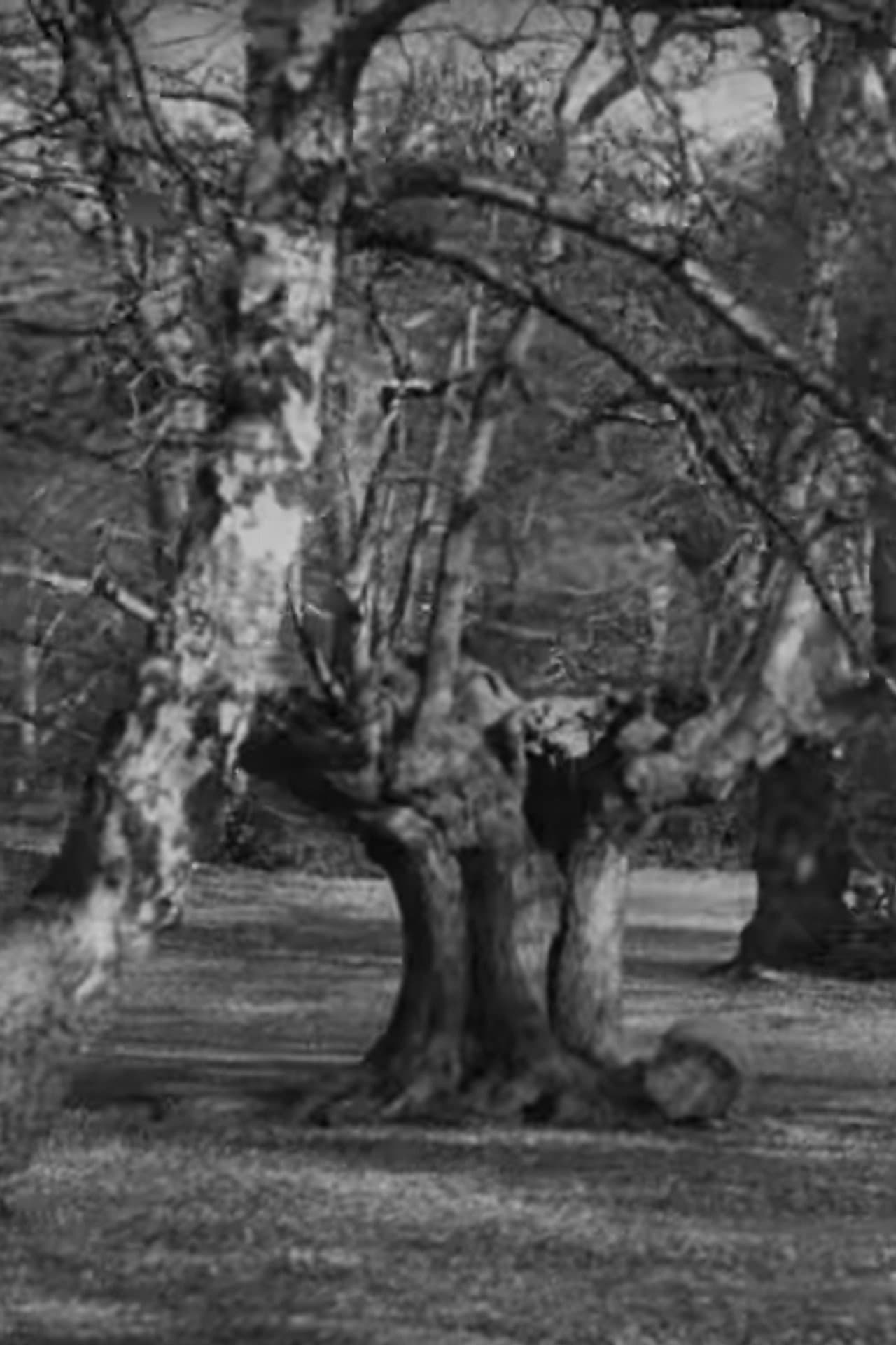 Burnham Beeches preview 1
