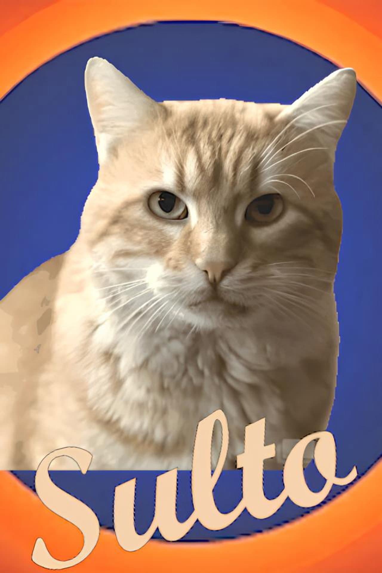 Sulto preview 1