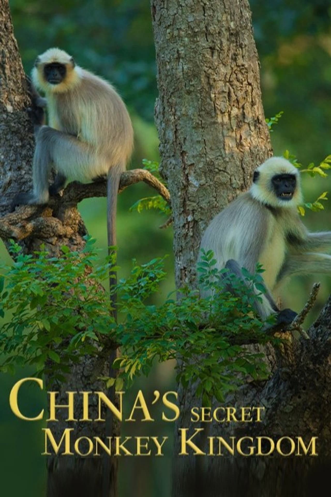 China's Secret Monkey Kingdom preview 2