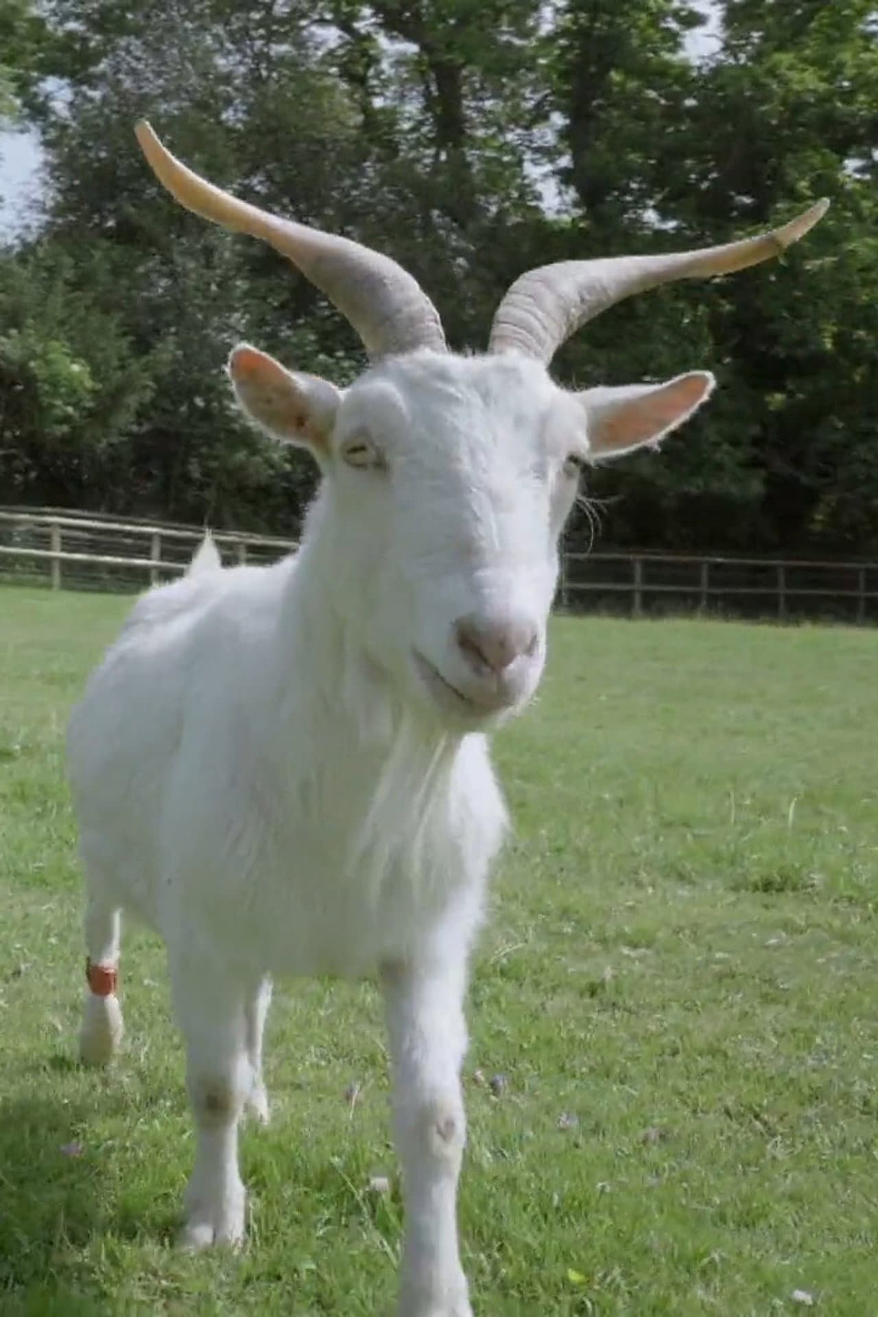 Smart as a Goat preview 2