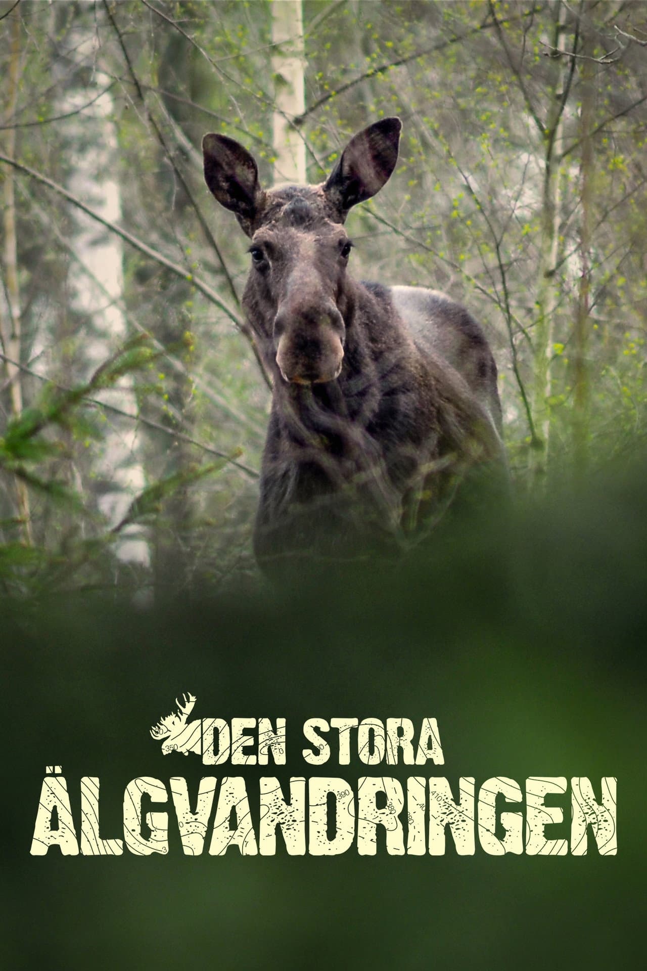 Den stora älgvandringen preview 2