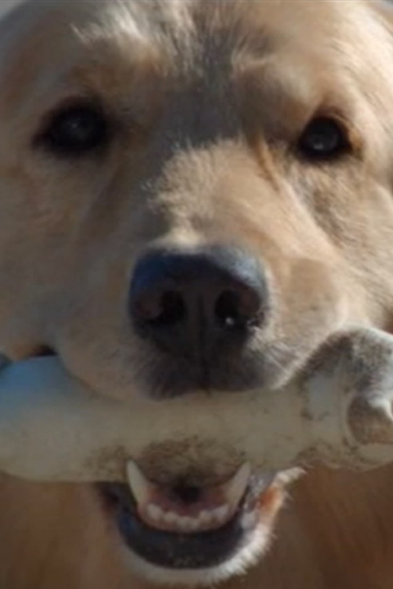 Good Boy preview 2