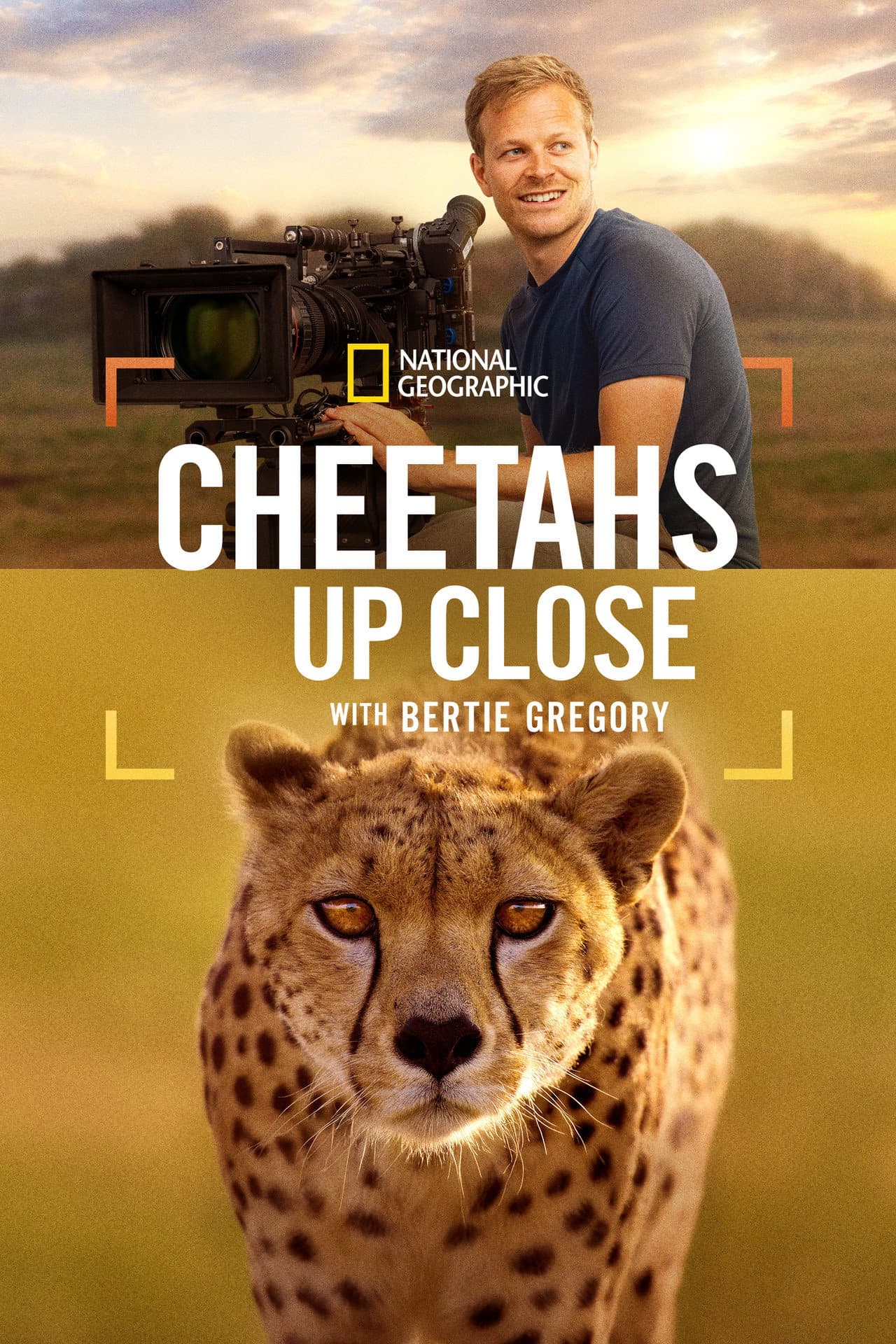 Cheetahs Up Close with Bertie Gregory preview 2
