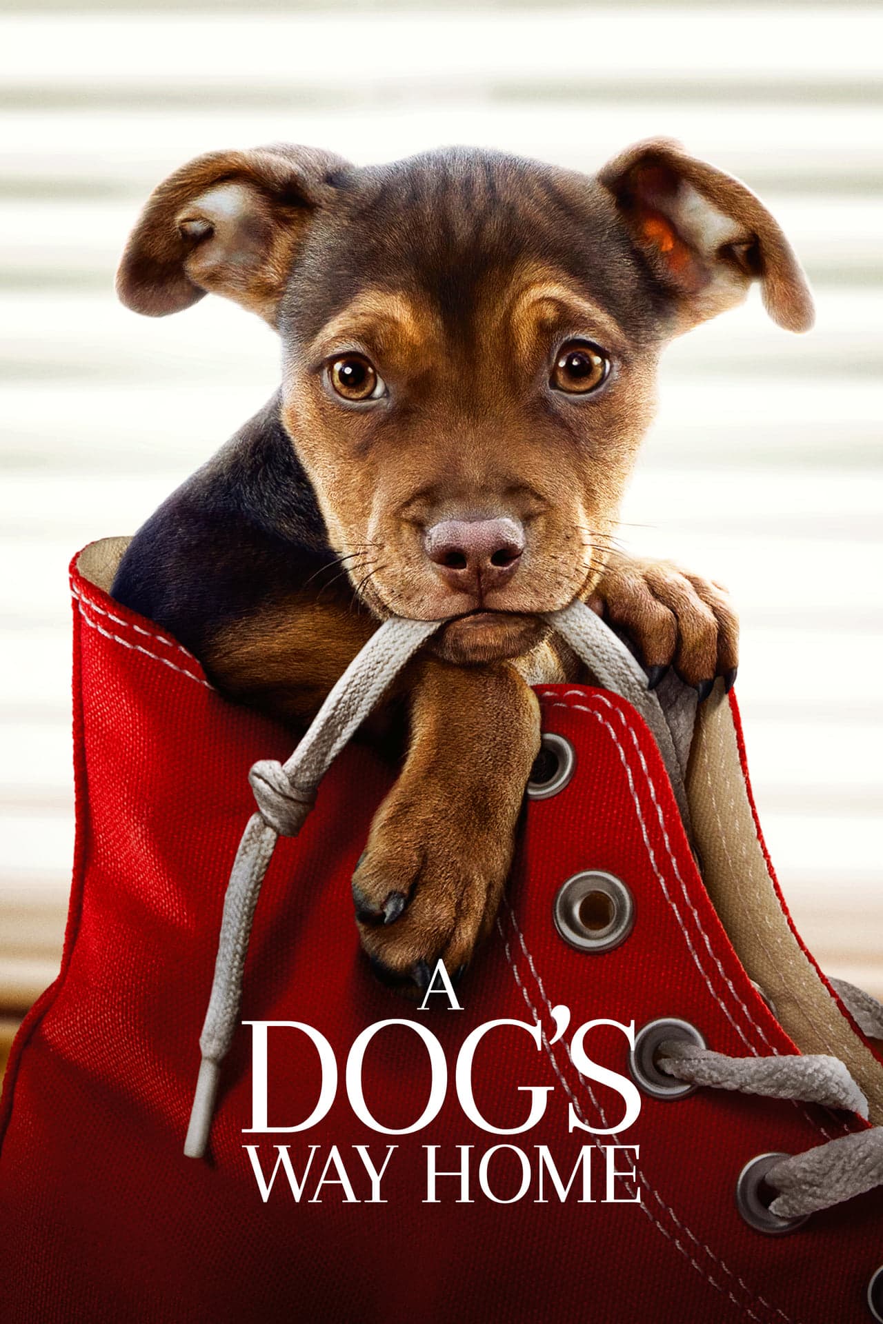 A Dog's Way Home preview 2