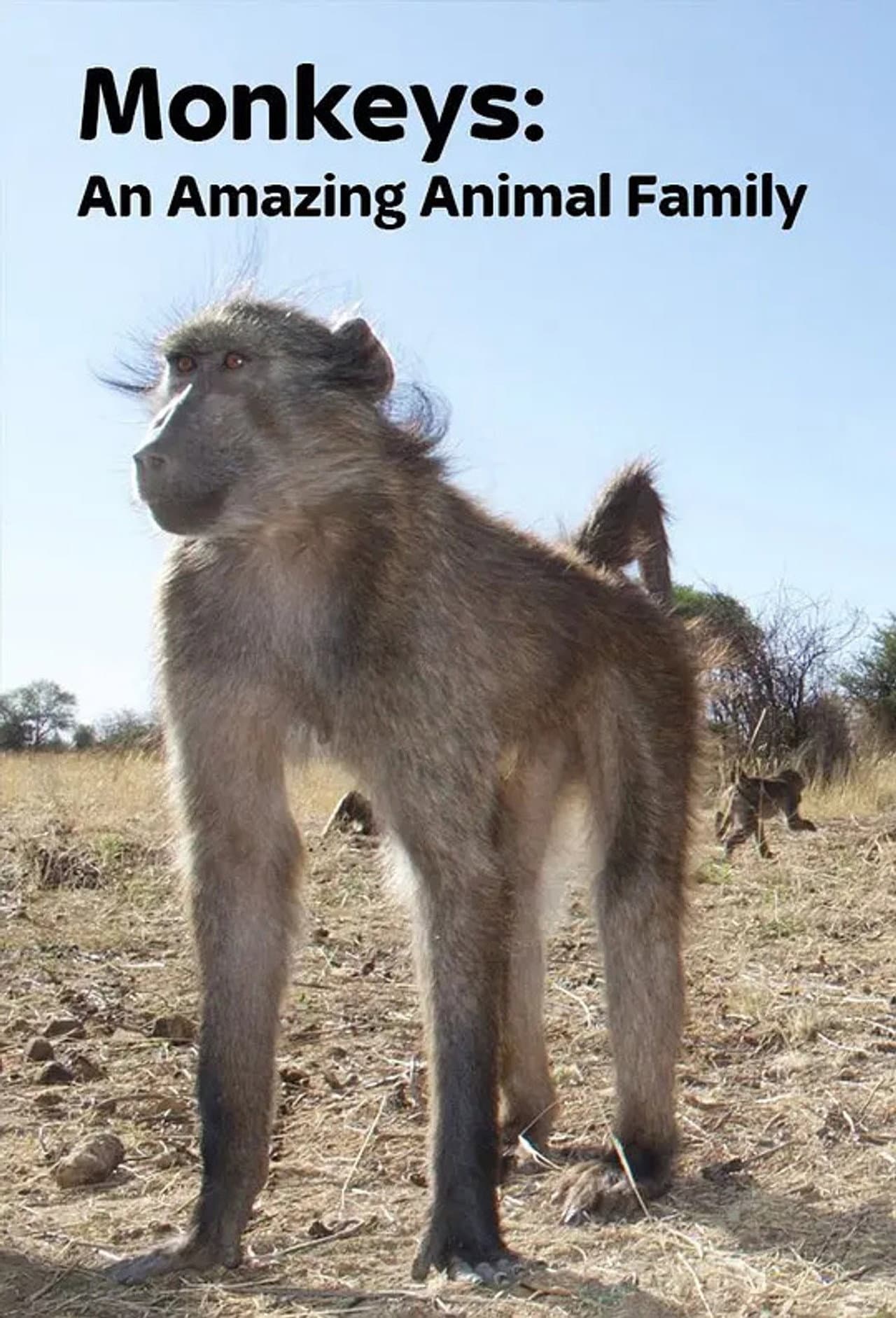 Monkeys: An Amazing Animal Family preview 2
