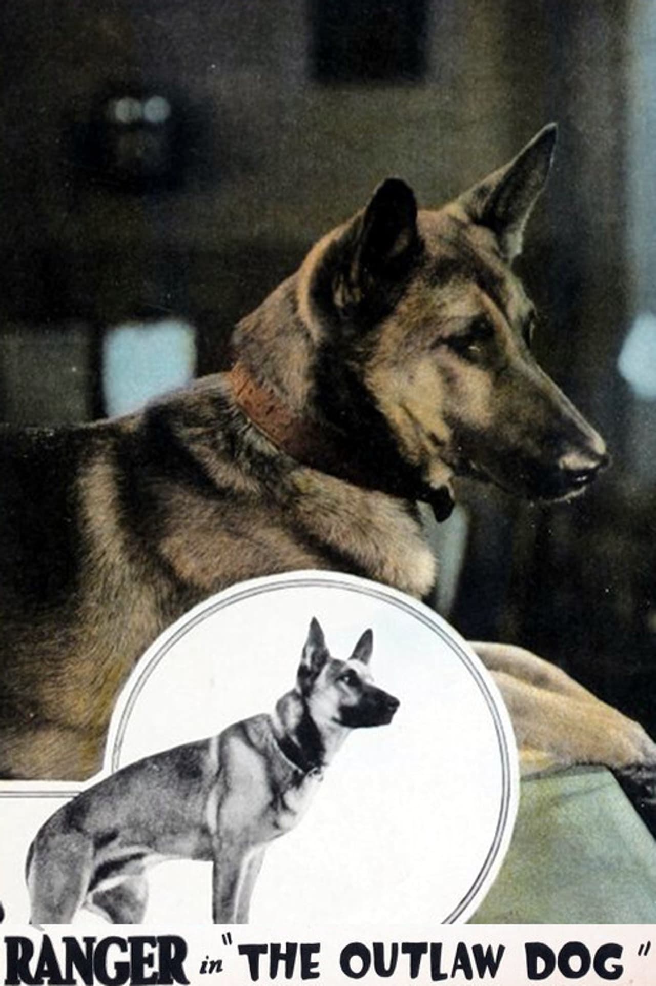 The Outlaw Dog preview 2