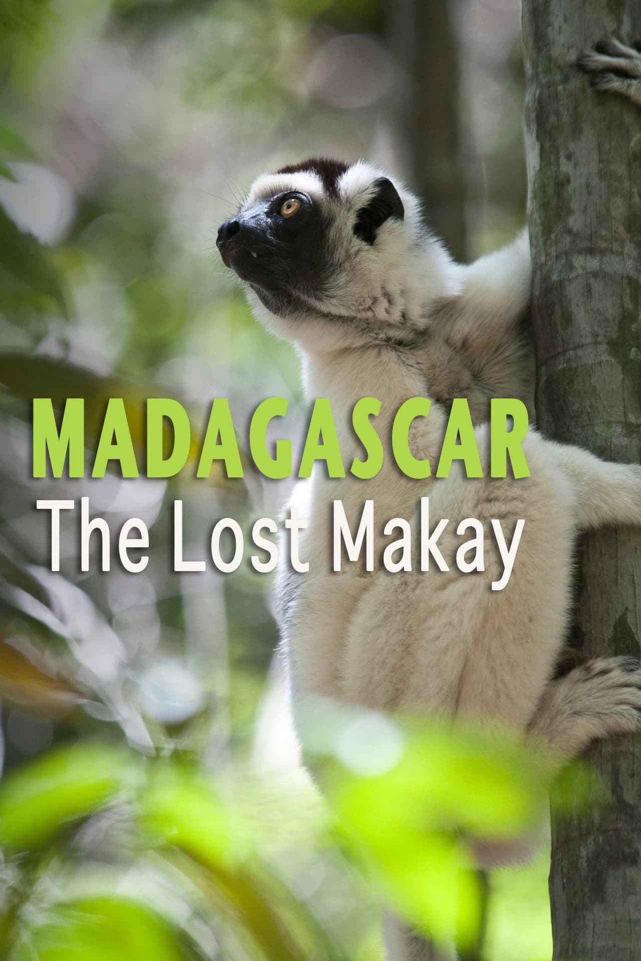 Madagascar: The Lost Makay preview 2