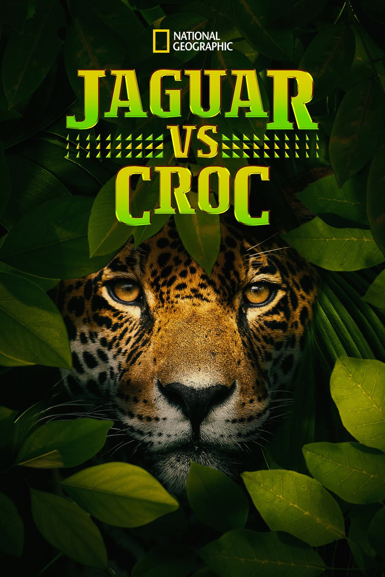 Jaguar vs. Croc preview 2