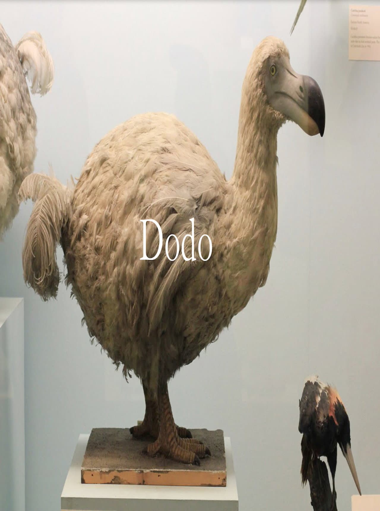 Dodo preview 1