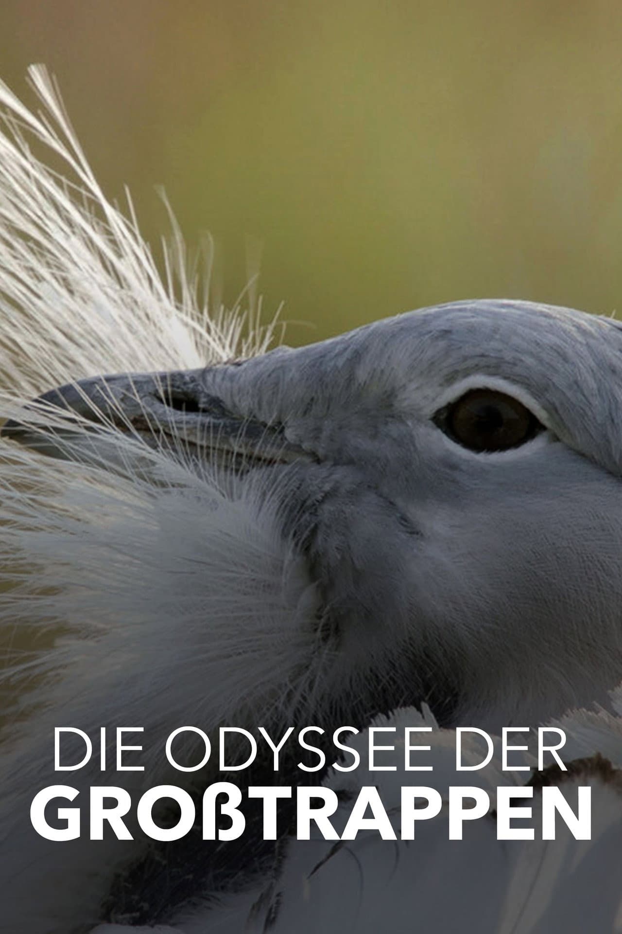 Glorious Bustards preview 2