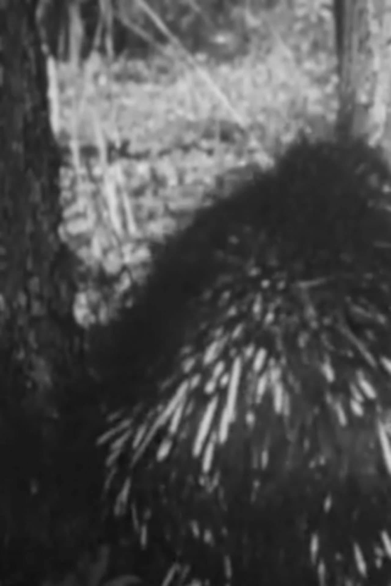 Prickly The Porcupine preview 1