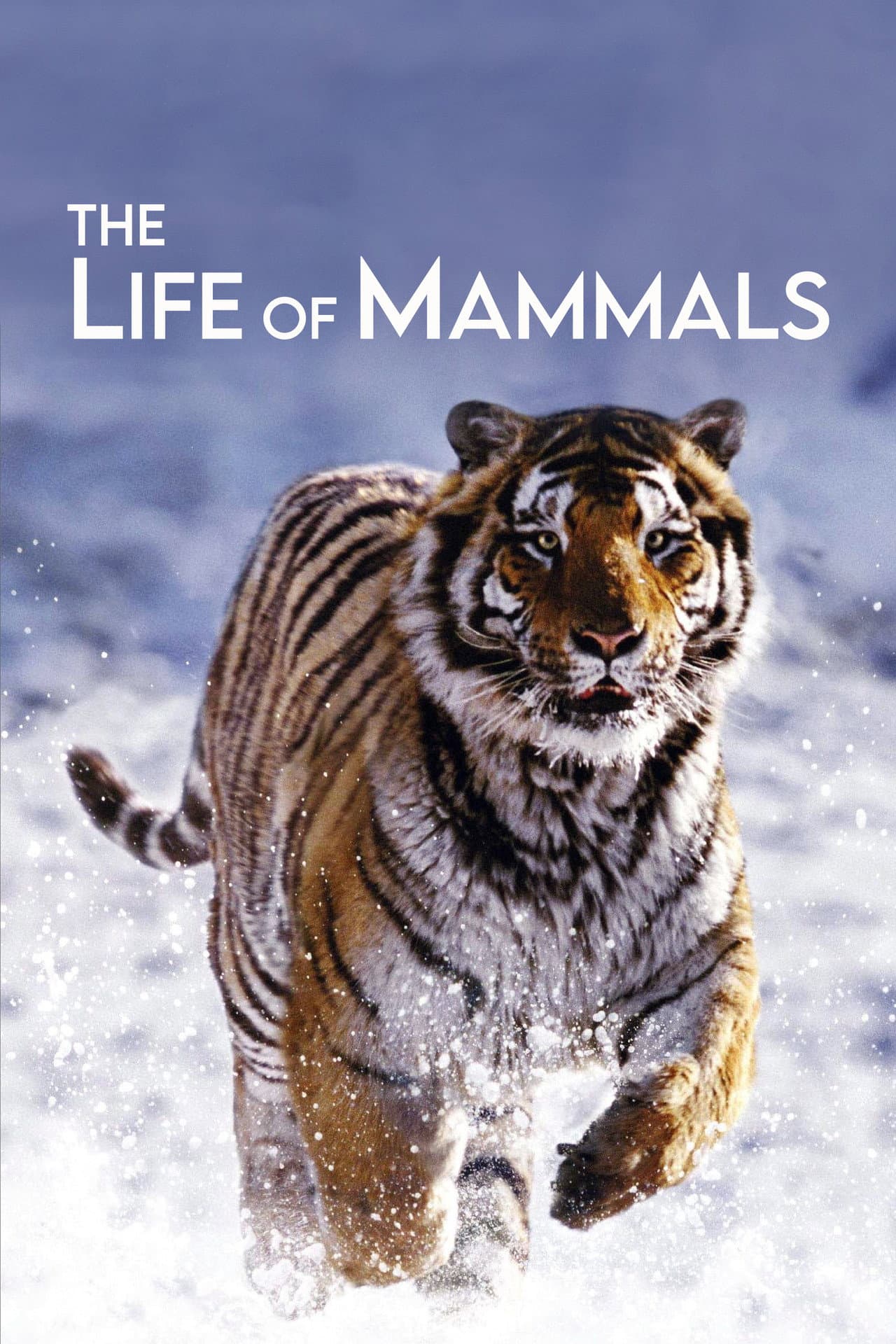 The Life of Mammals preview 2