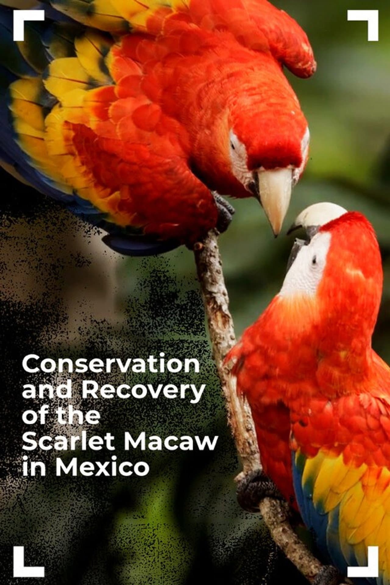 Conservation and Recovery of the Scarlet Macaw in Mexico preview 1