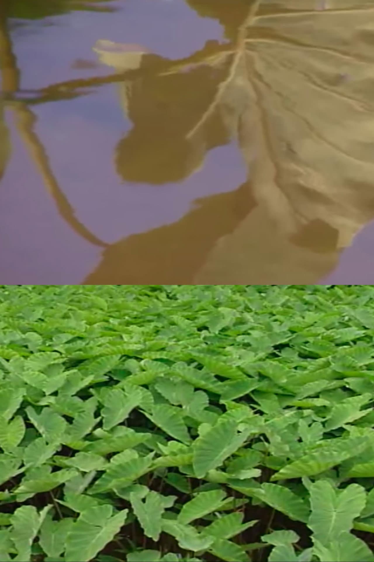 Back to the Roots preview 1