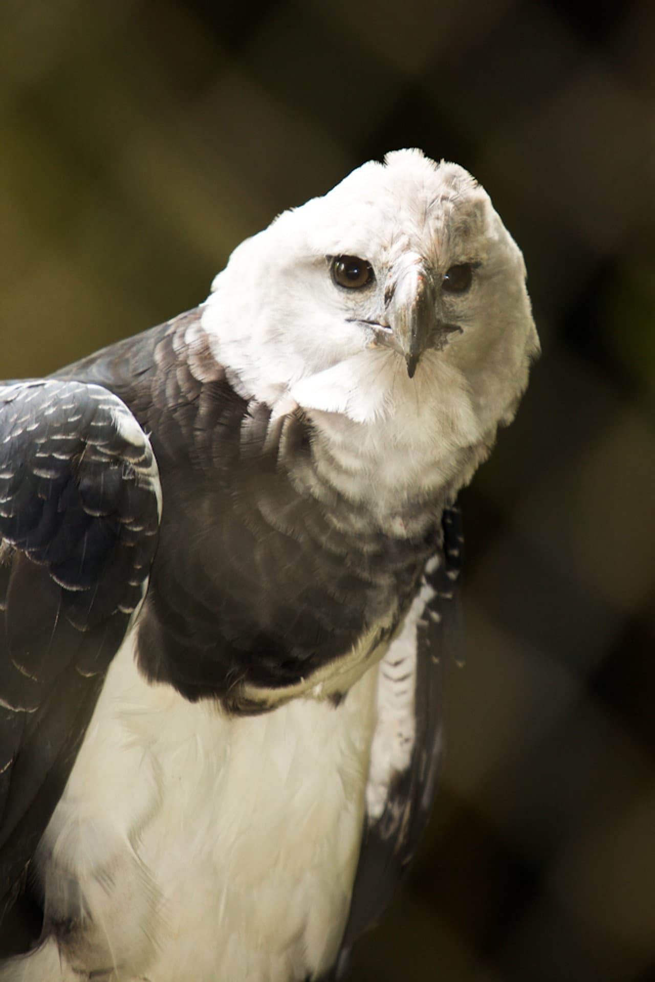The Monkey-Eating Eagle of the Orinoco preview 1