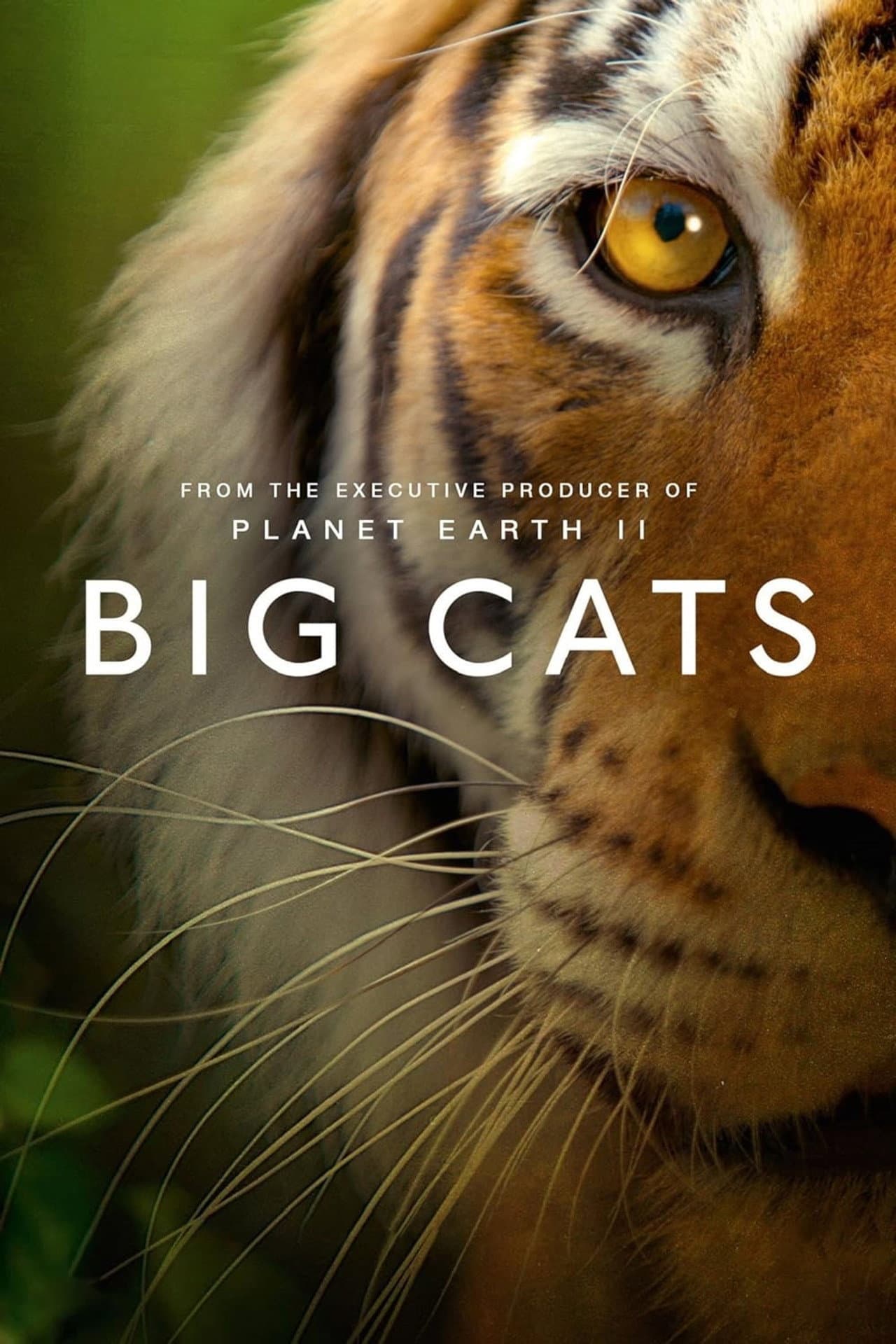 Big Cats preview 2