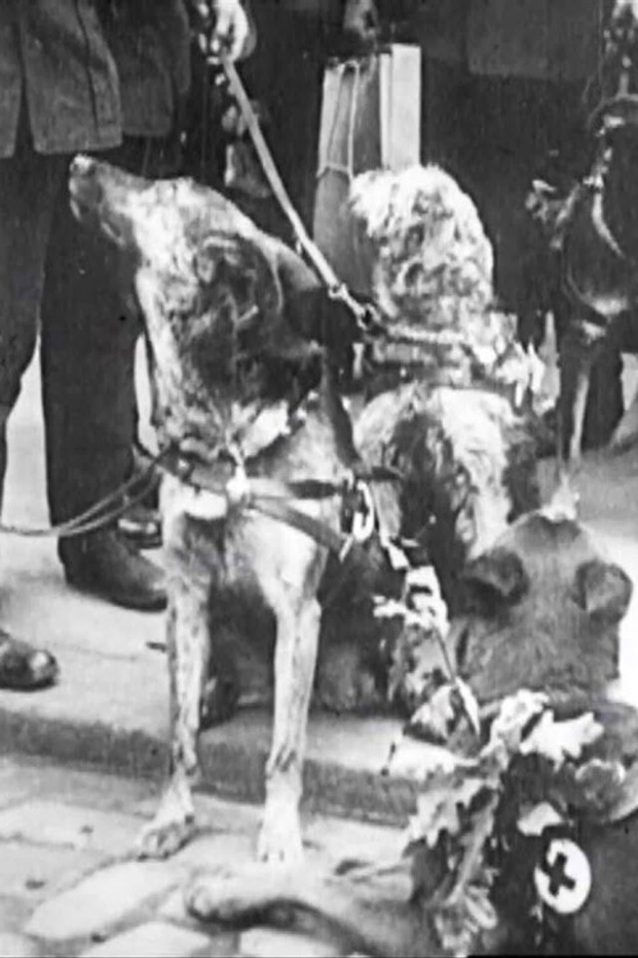 Red Cross Dogs preview 2