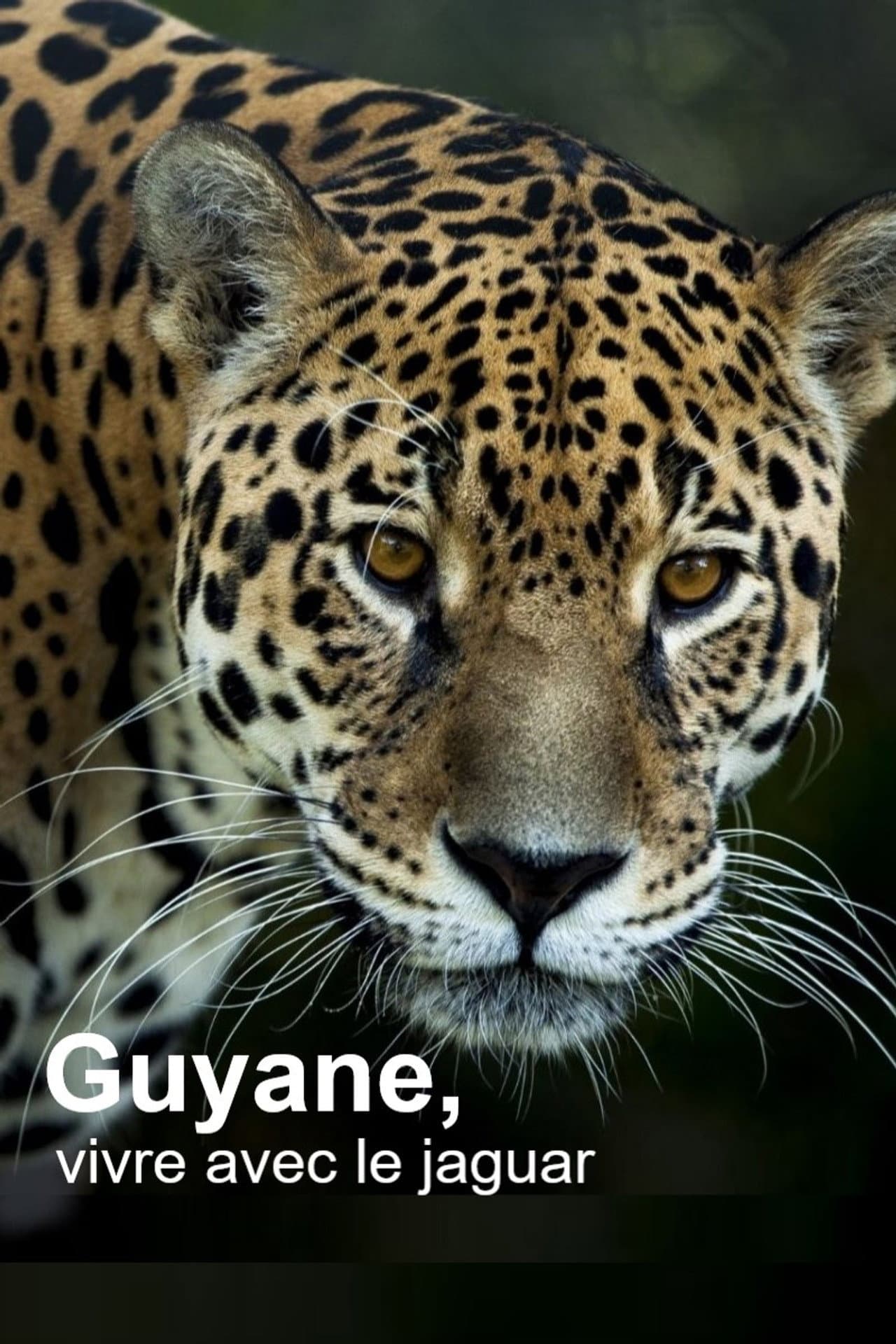 Guyane, vivre avec le jaguar preview 2