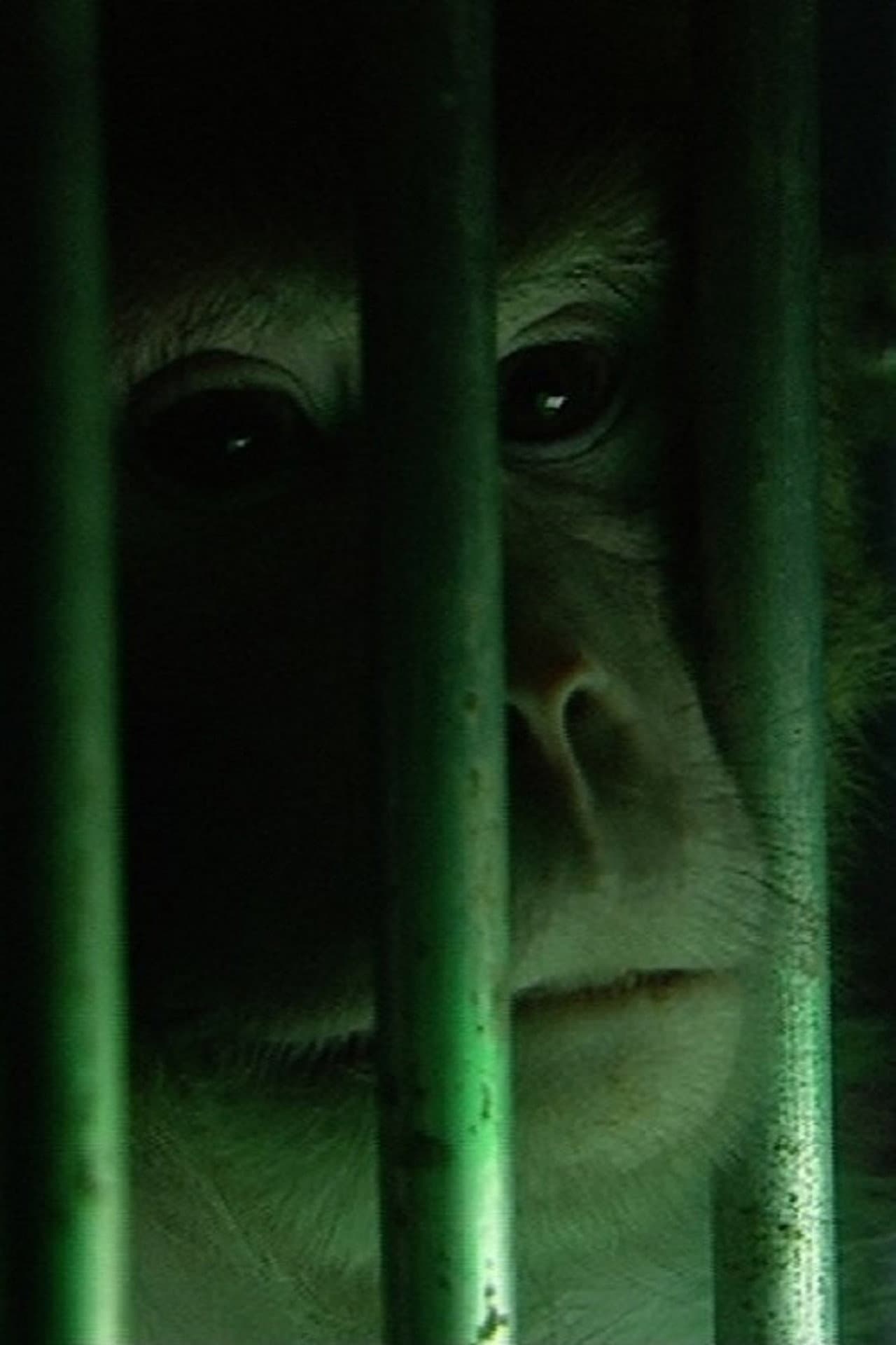 Monkeys, Rats and Me preview 1