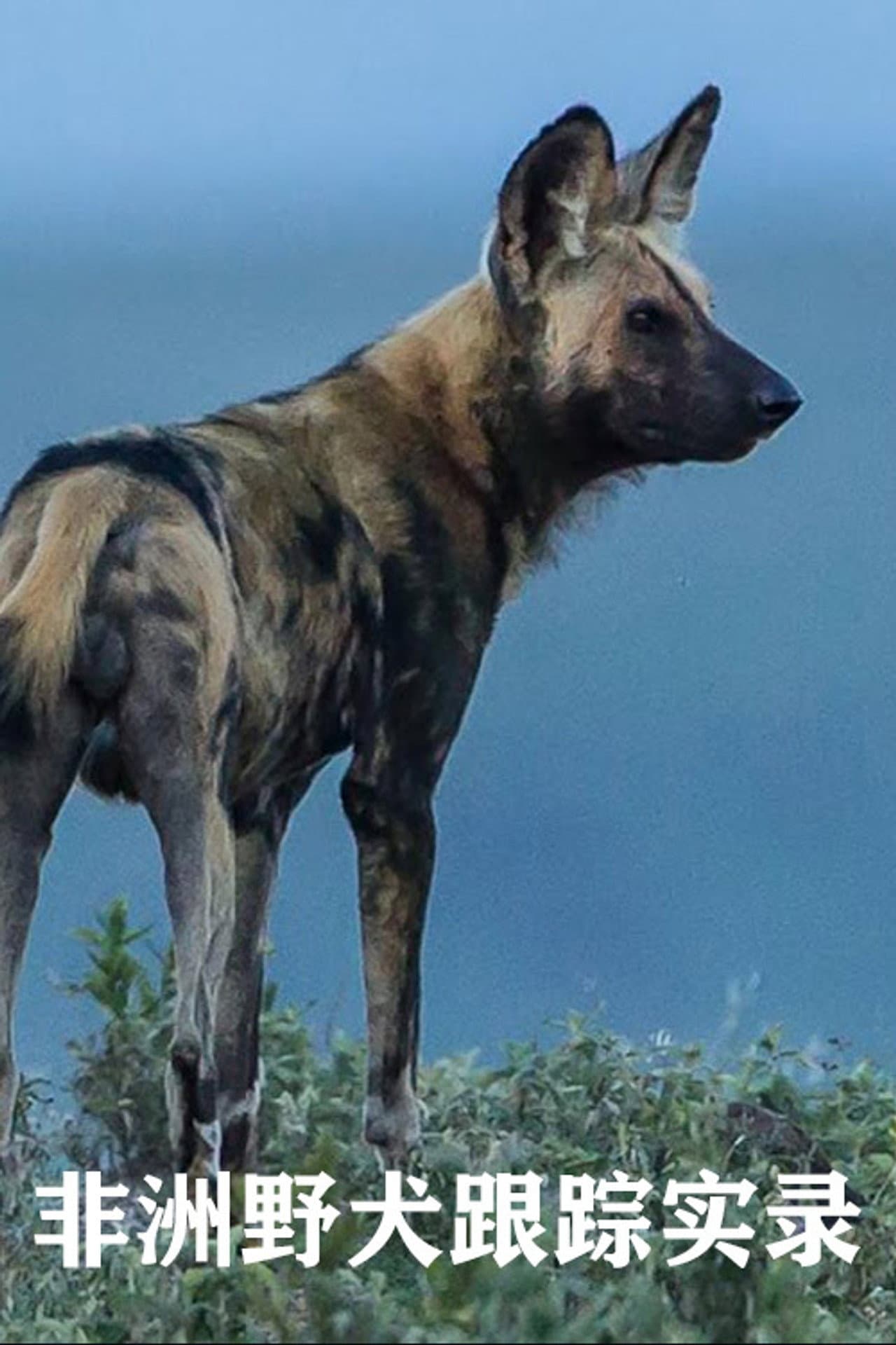 Wild Dogs Tracing Tales preview 1