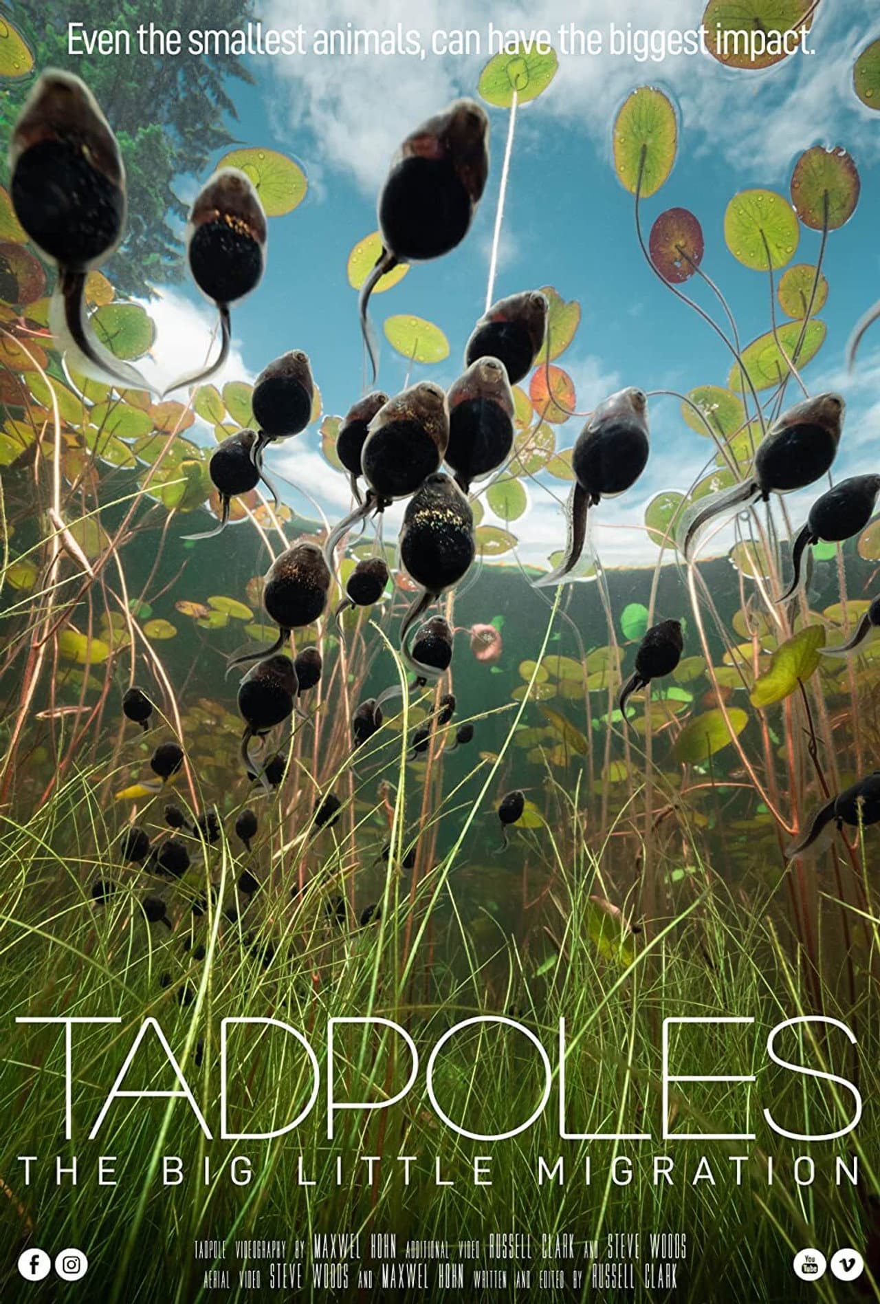 Tadpoles: The Big Little Migration preview 2