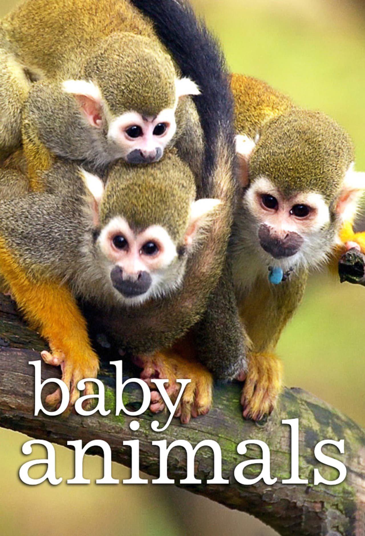 Baby Animals preview 2