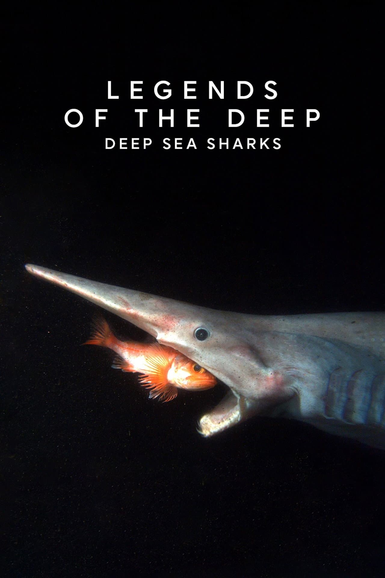 Legends of the Deep: Deep Sea Sharks preview 1