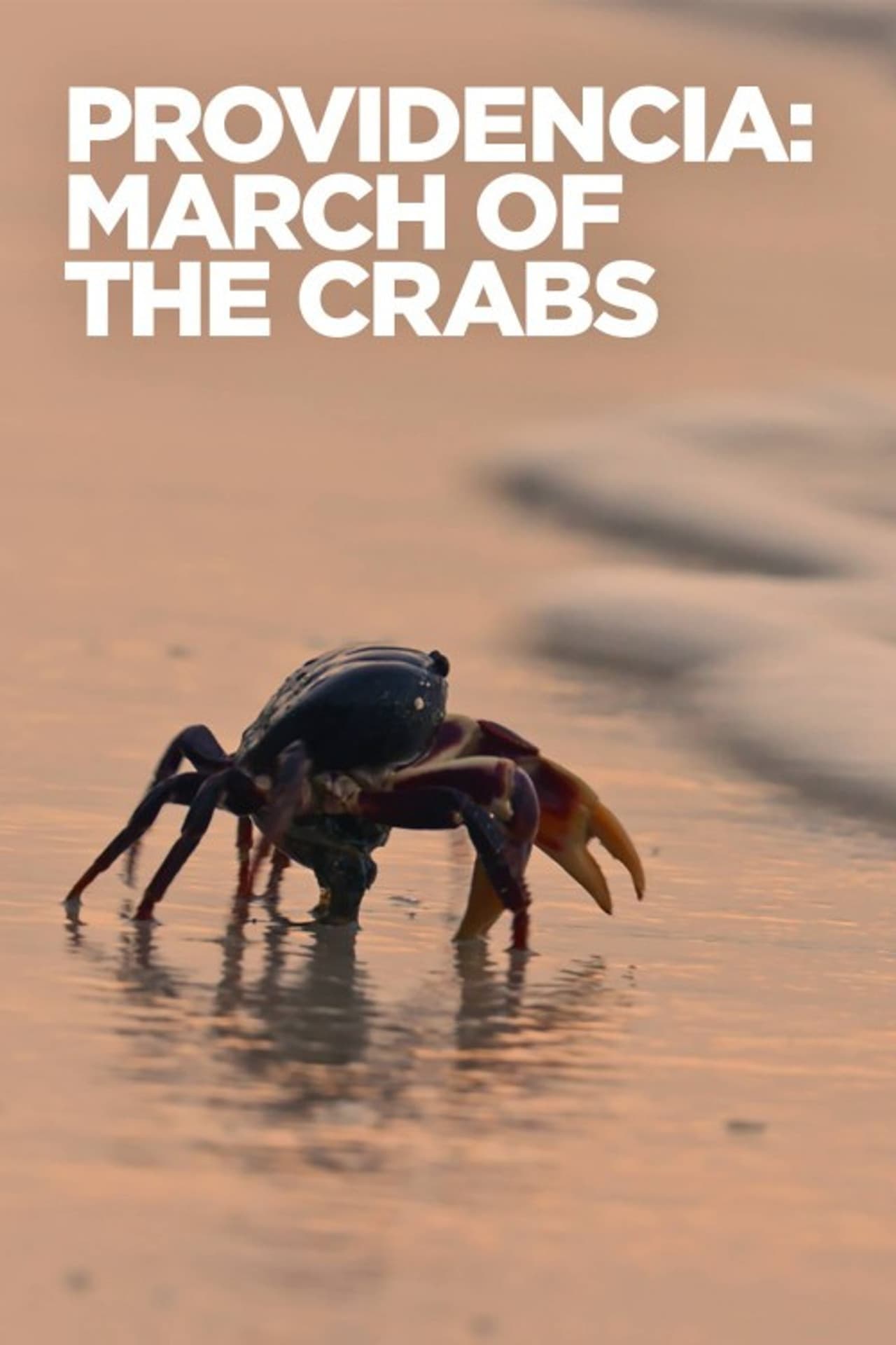 Providencia March of the Crabs preview 2