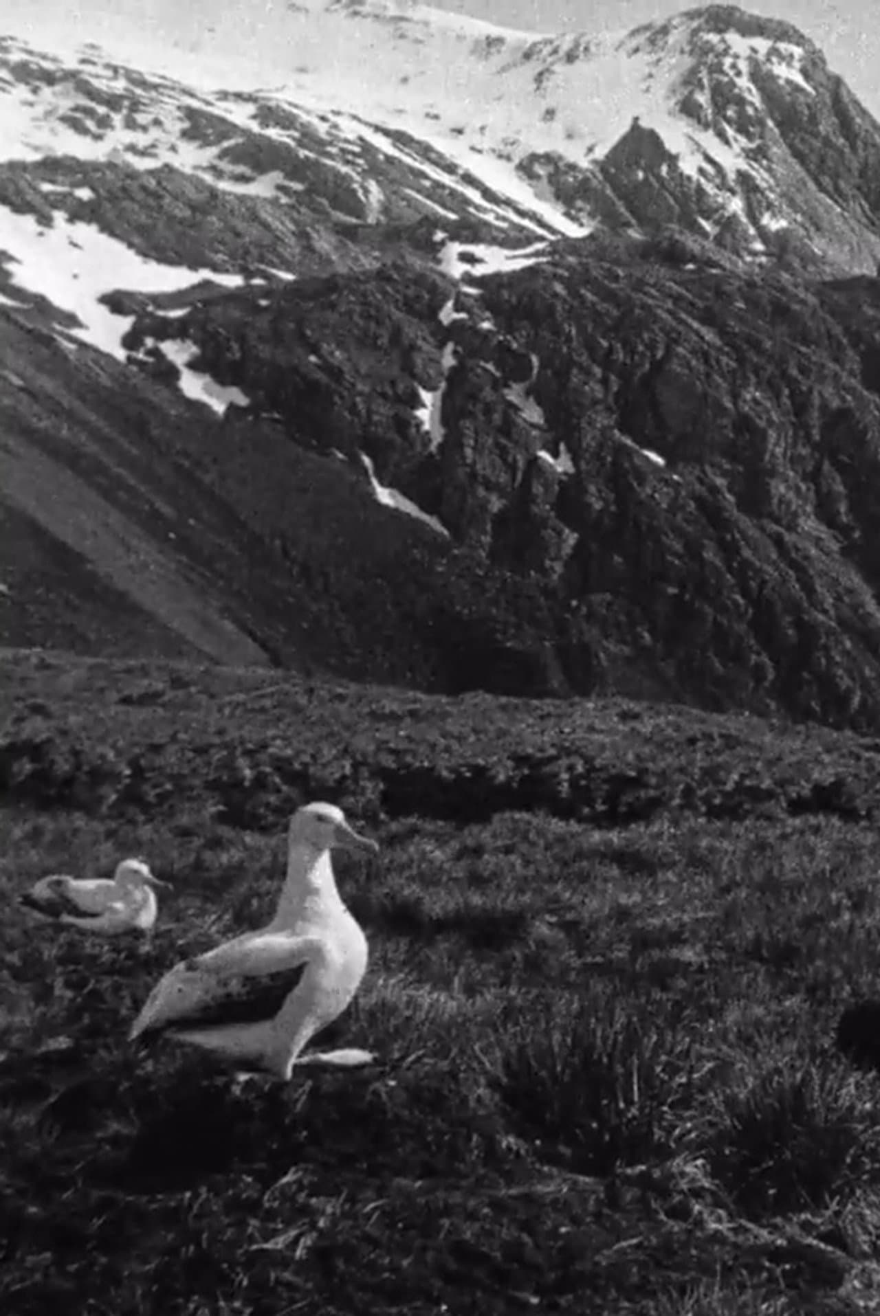 Shackleton South Georgia Birds preview 1