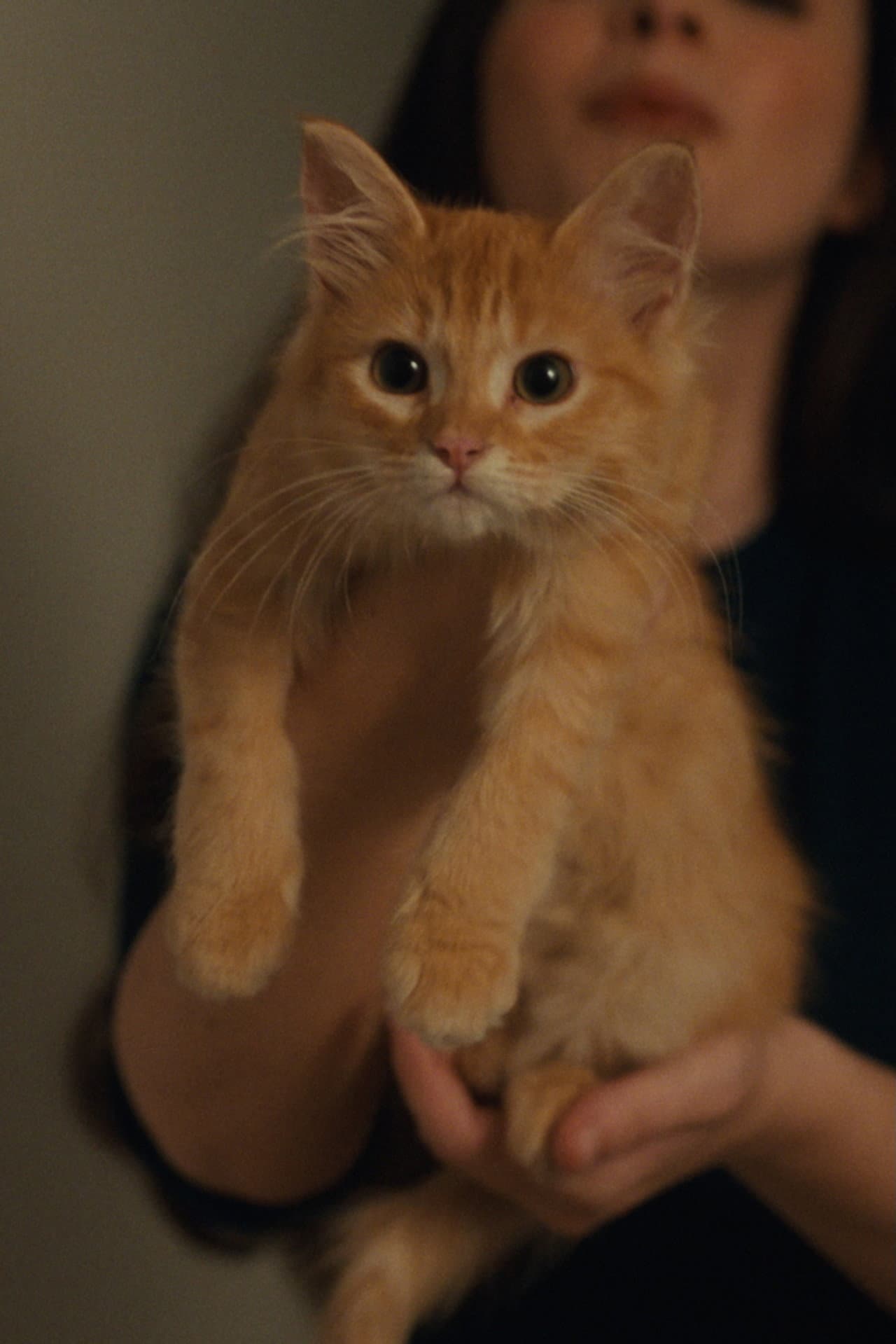 Petunia preview 2