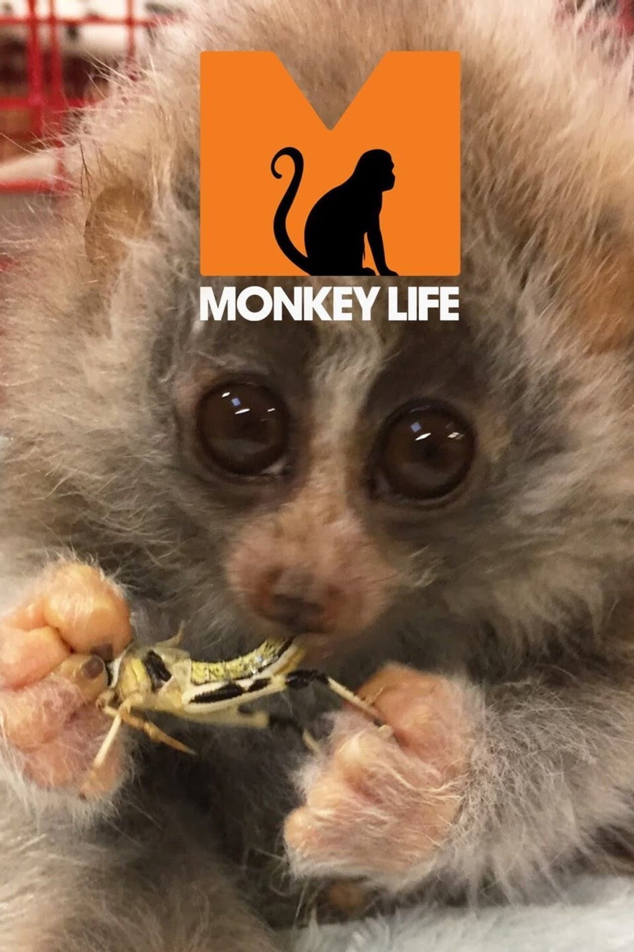 Monkey Life preview 2