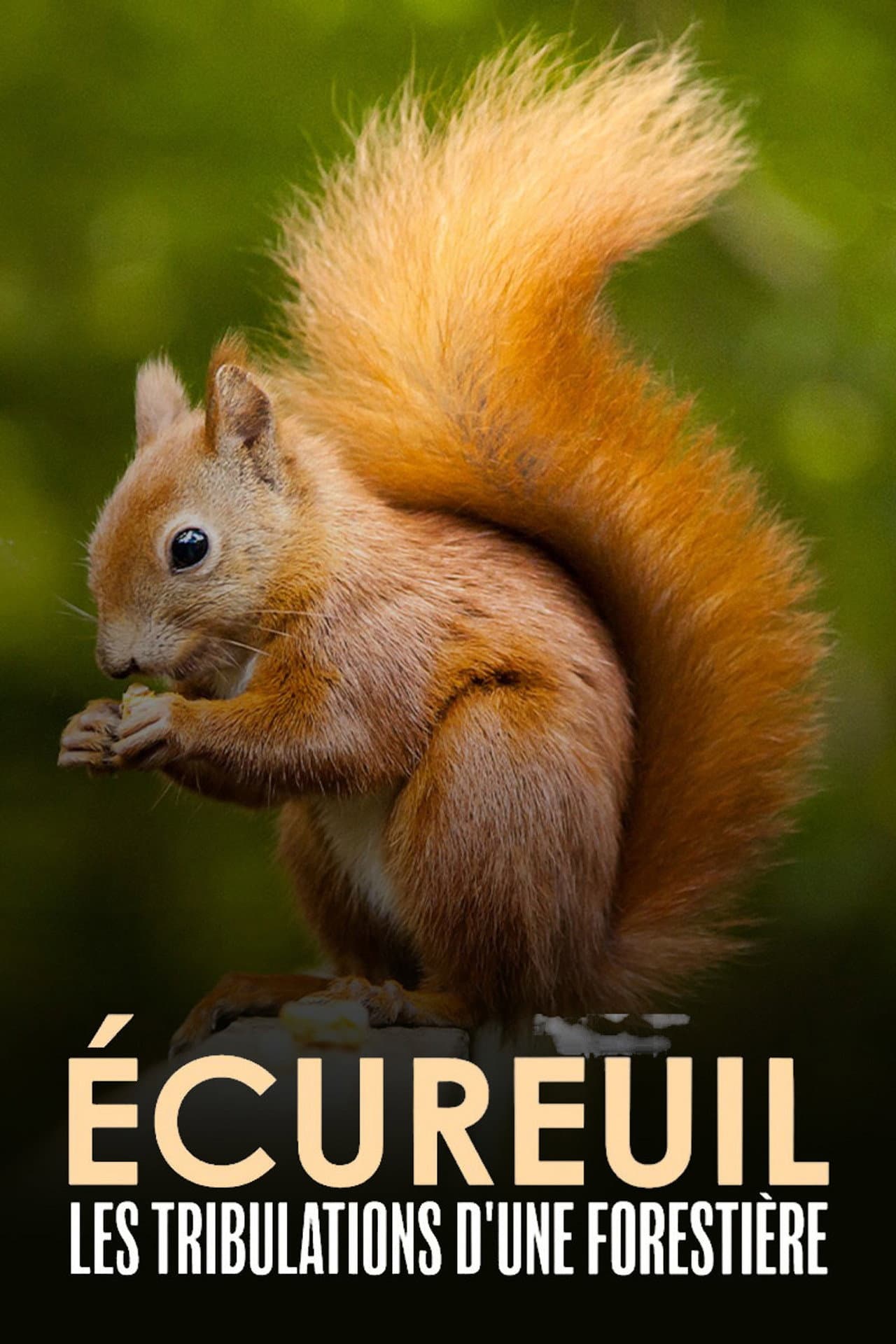 Écureuil : Les Tribulations d'une forestière preview 2